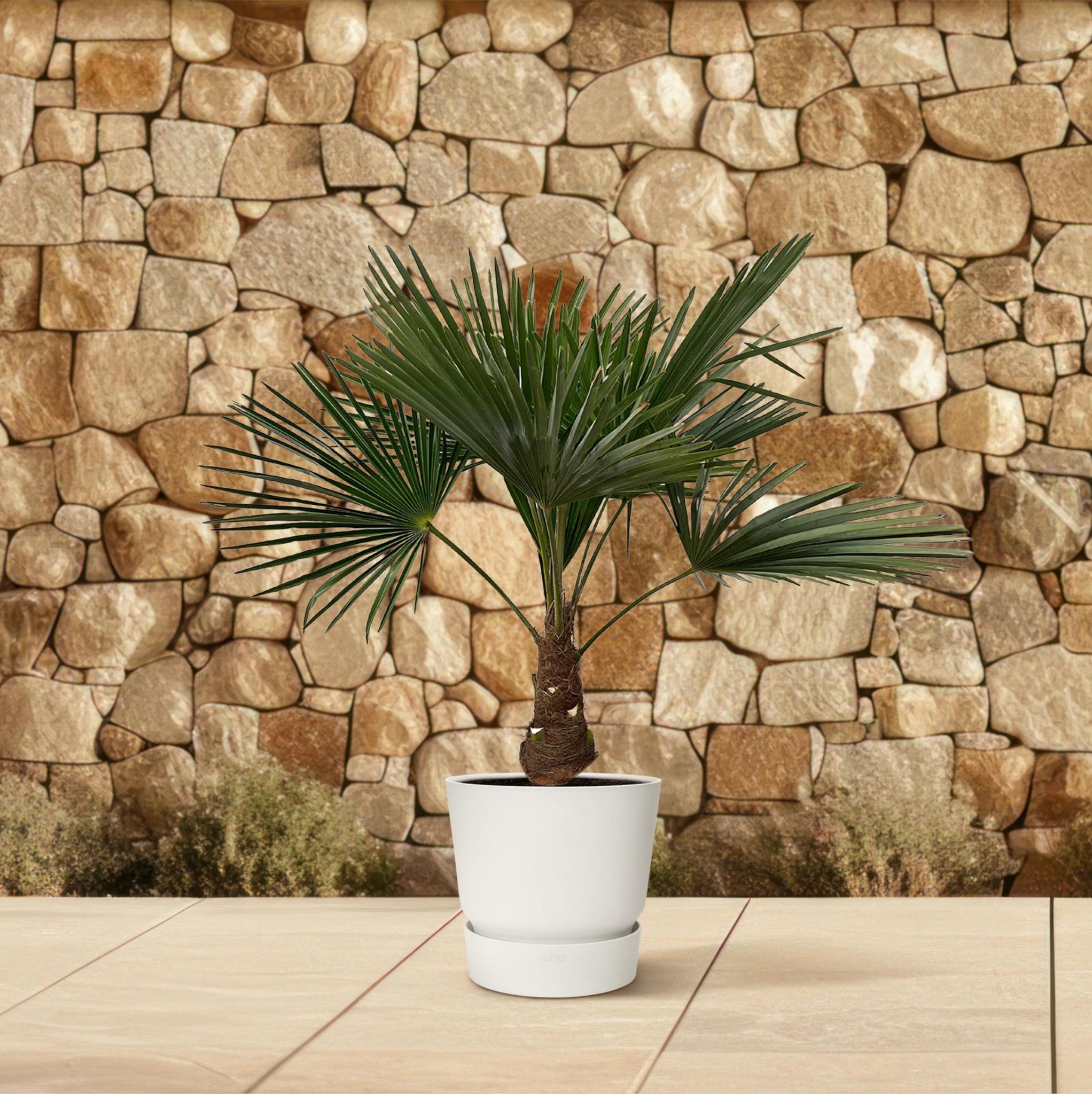 Trachycarpus - 100cm - Ø21