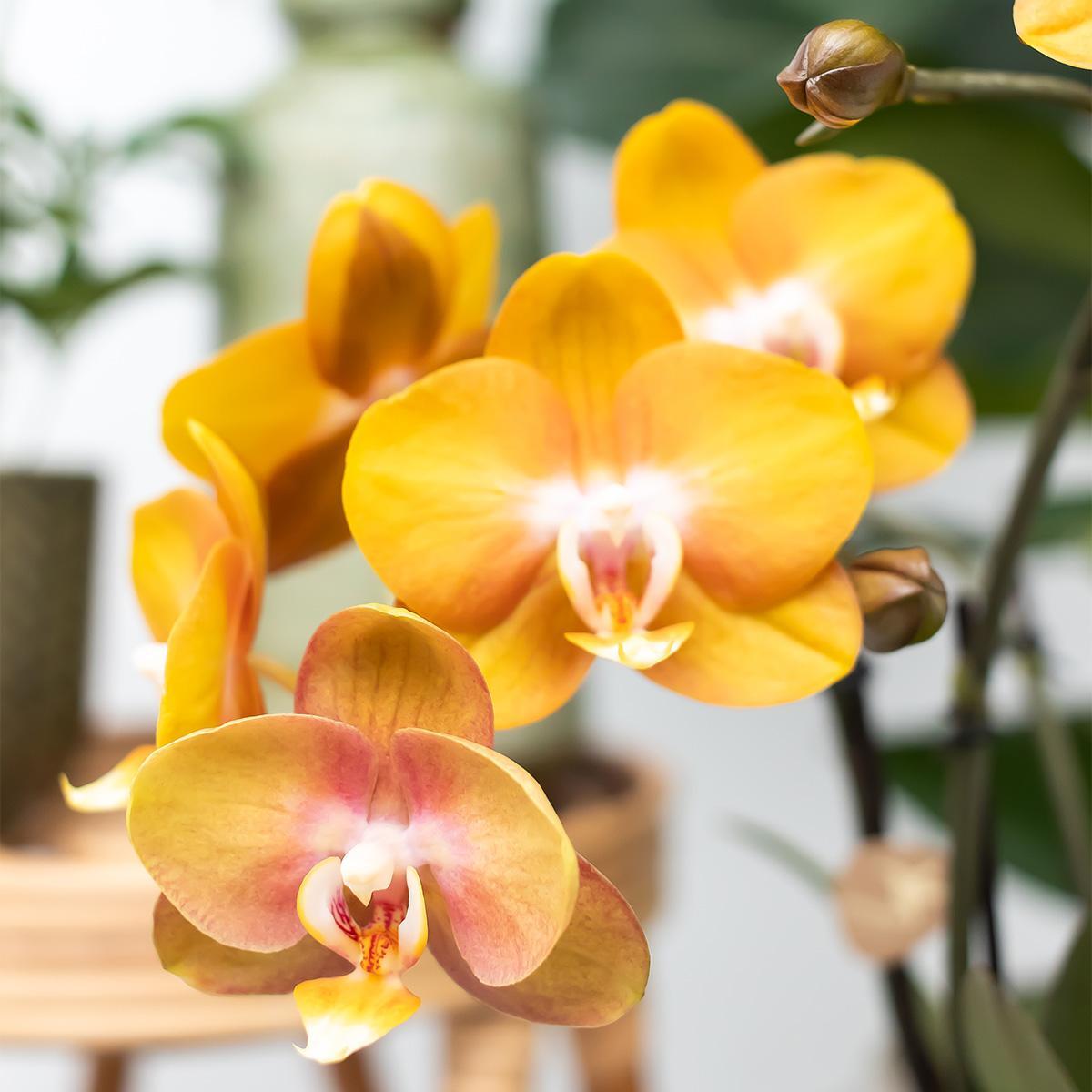 Orchidee Orange Phalaenopsis-Orchidee Las Vegas im cognacfarbenen glasierten Topf - Topfgröße Ø12cm