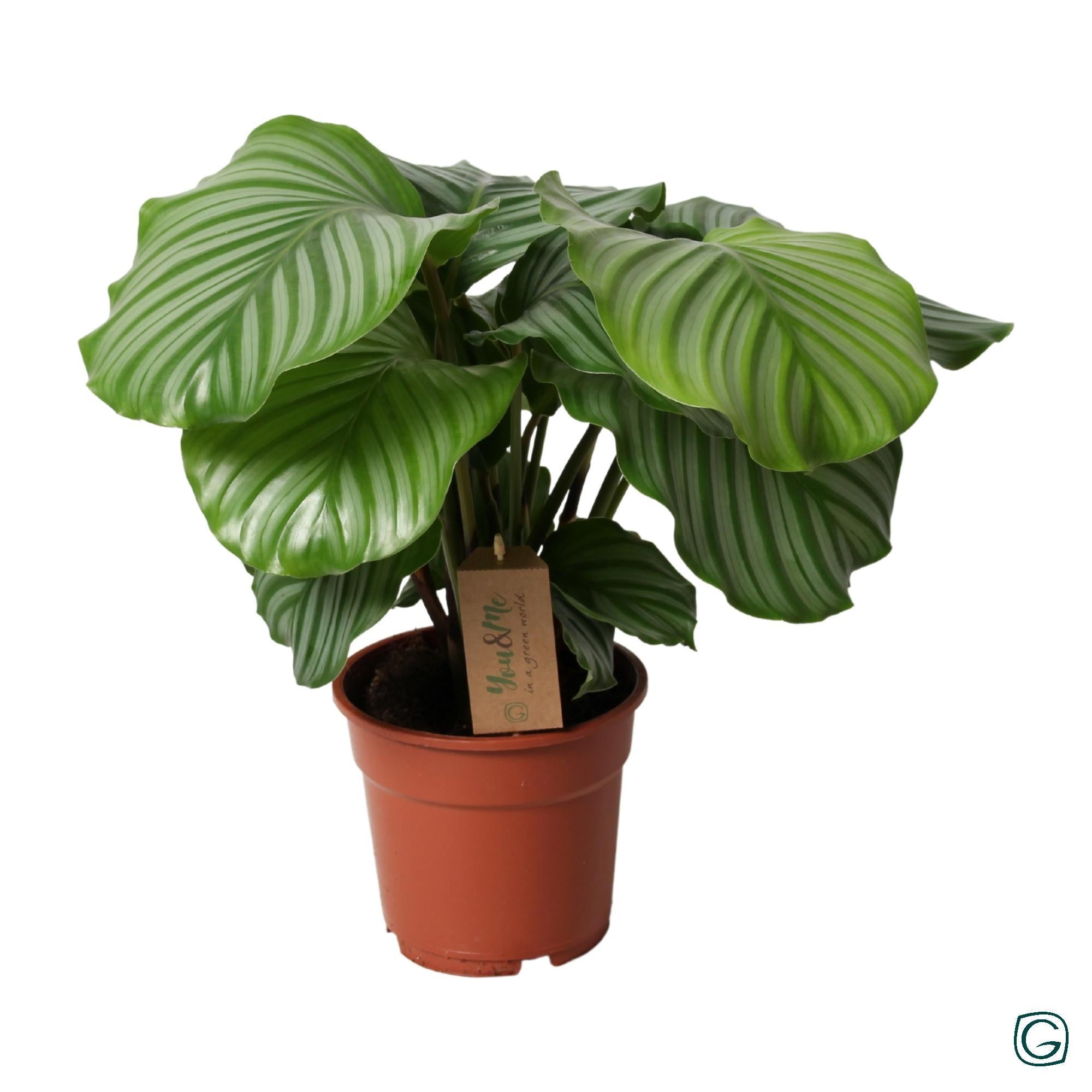 Gebetspflanze -  Calathea Orbifolia - 17cm - Ø17cm - ↕35cm