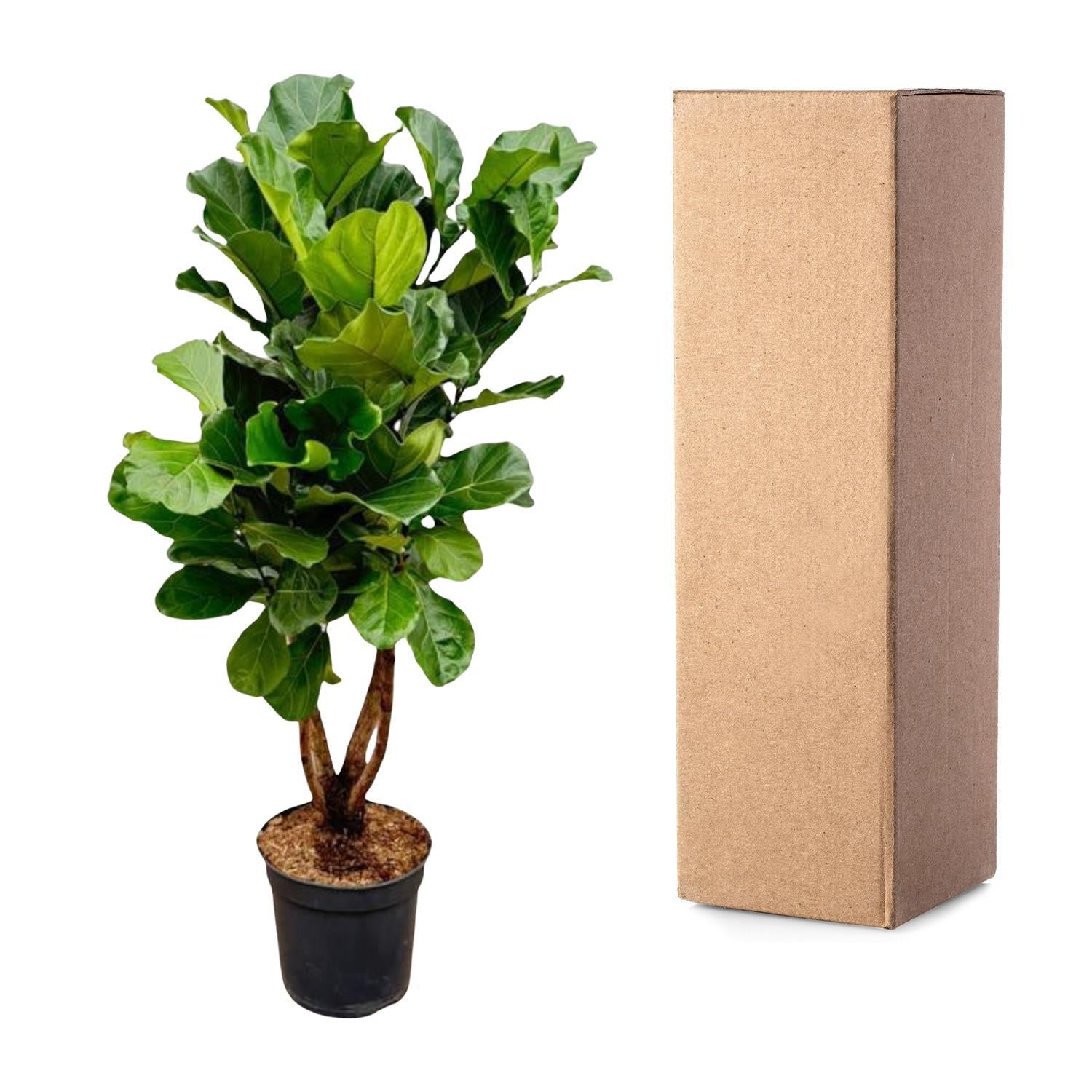 Geigenfeige - Ficus Lyrata XL - 200cm - ø32