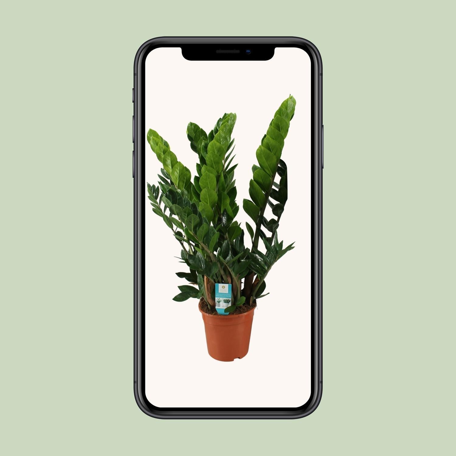 Zamioculcas Zamiifolia - Ø21cm - ↕80cm