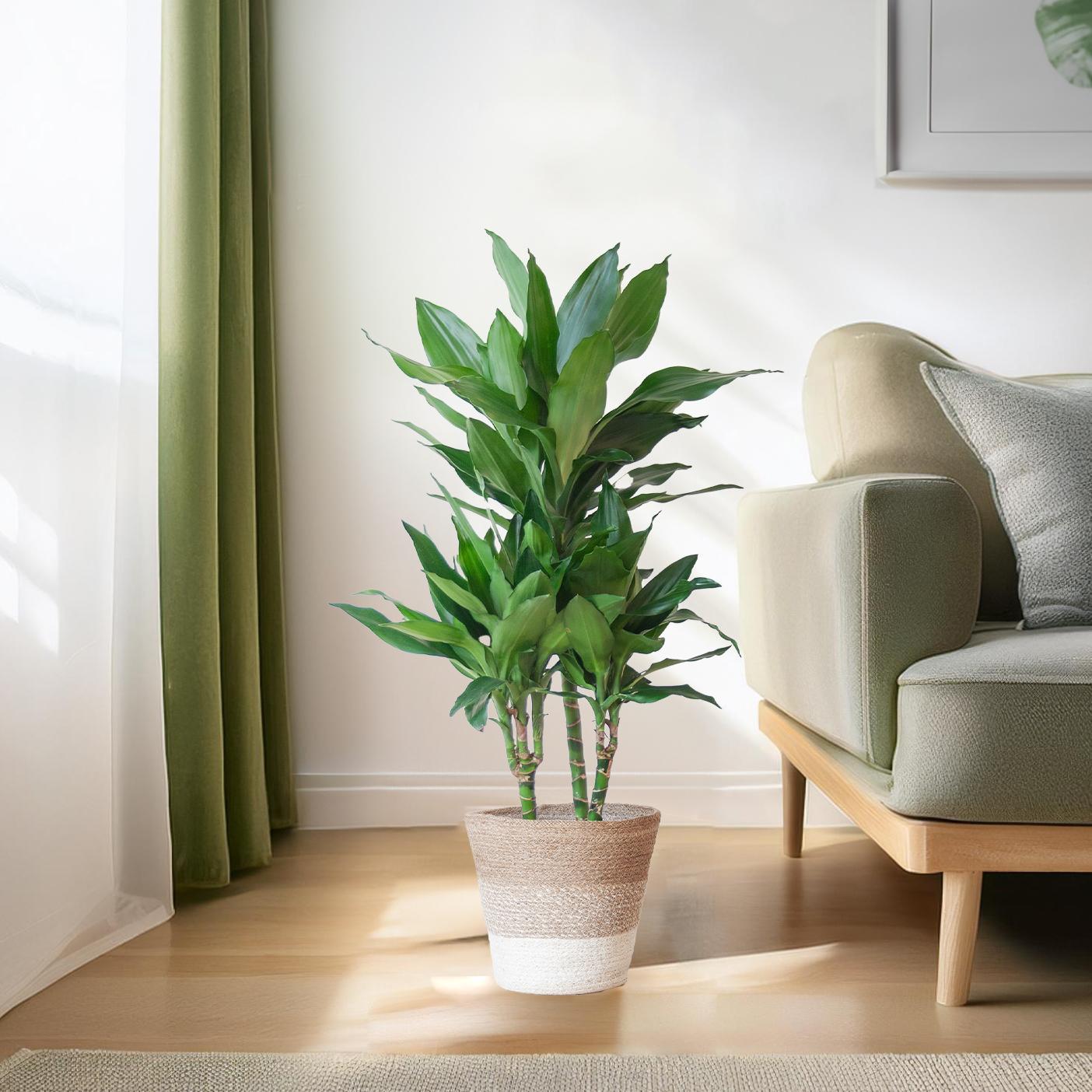 Drachenbaum - Dracaena Janet Lindt mit Pflanzkorb Lissabon weiß  - 95cm - Ø21