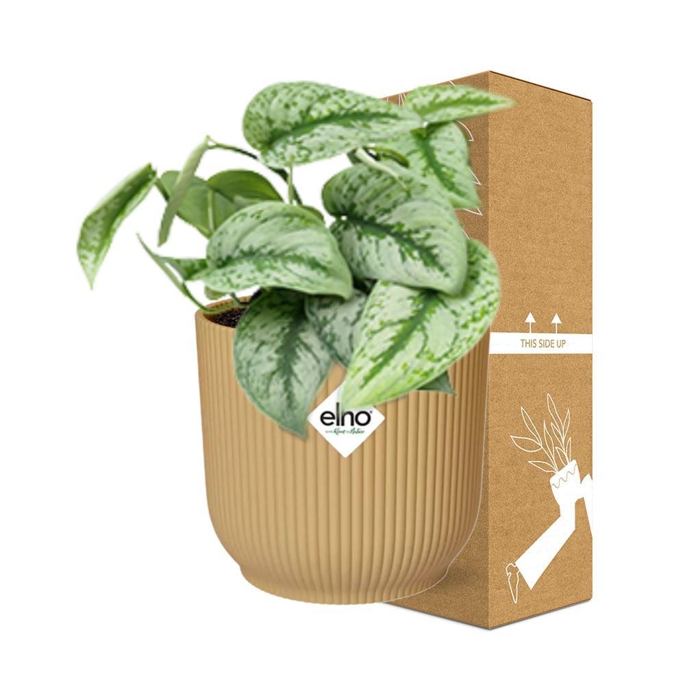 Efeutute - Scindapsus Pictus ‘Trebie’ in ELHO Vibes Fold 14cm geel Topf gelb