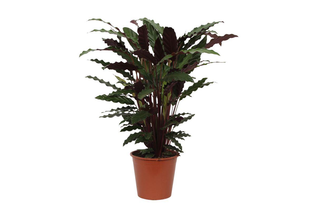 Calathea Wavestar - Korbmarante - 80 cm - Ø19cm