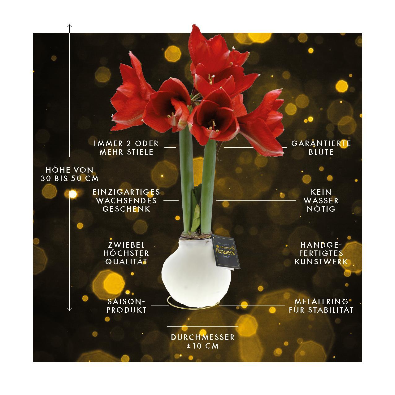 No Water Flowers® (wax amaryllis) | Univerz Jupiter - Black + Red flower