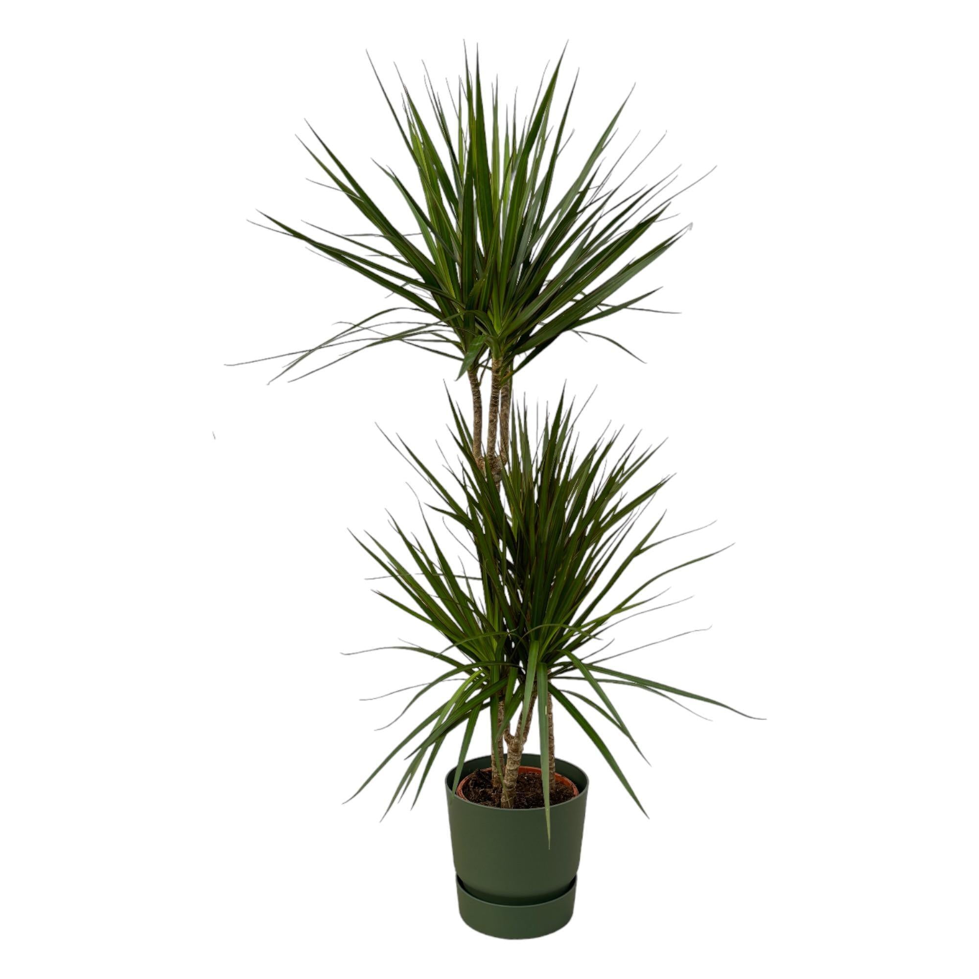 Dracaena Marginata - ↨120cm - Ø21cm inclusief de Greenville Round large D24xH23