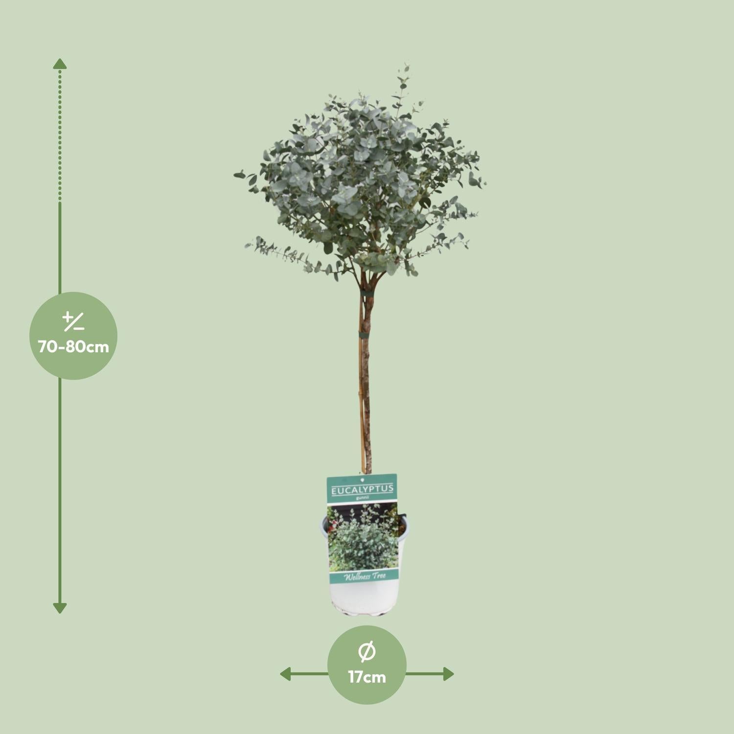 Eukaliptus Baum - Eucalyptus - Ø17cm - ↕80cm