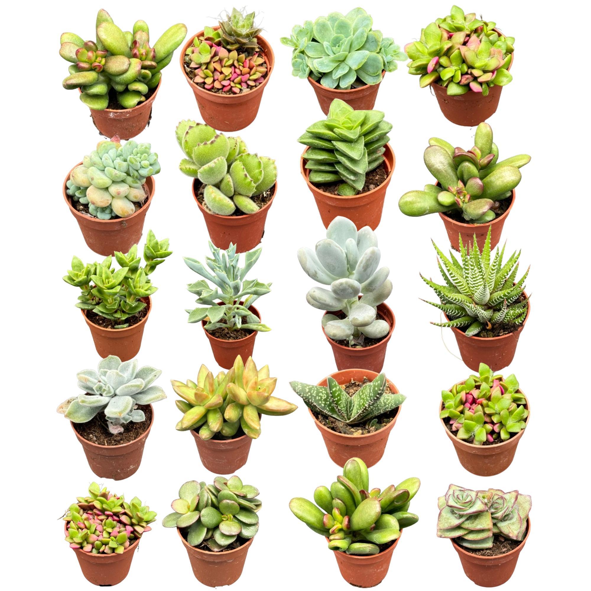 Succulentenmix - 5,5cm potten - ↕6-12cm (20 stuks)