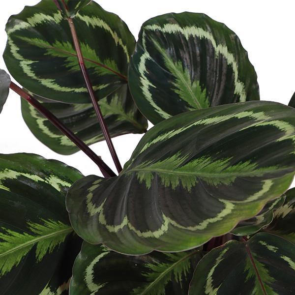 Calathea Medaillon - Korbmarante - Ø21cm - ↕70cm in Boule Topf olive