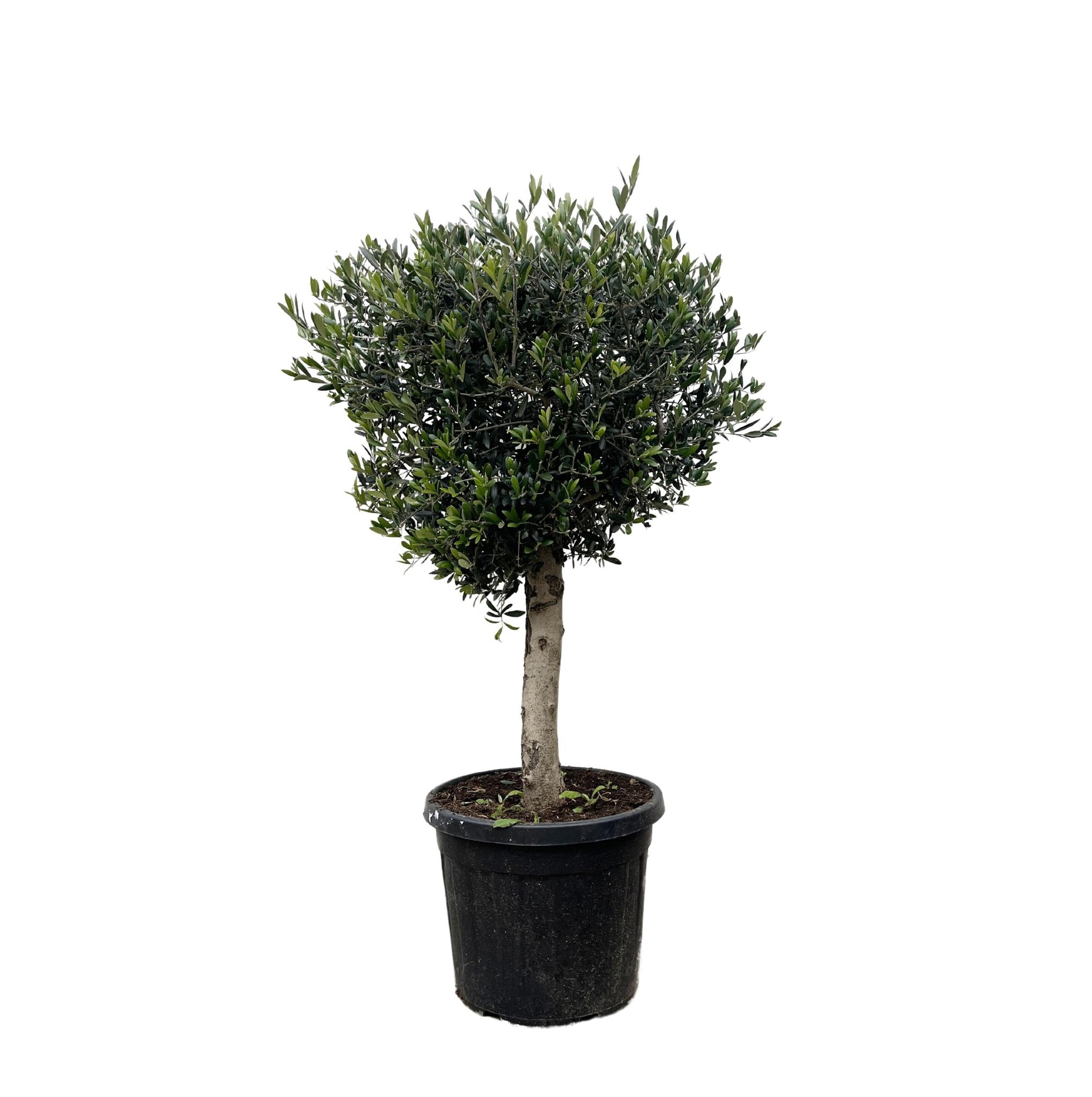 Olea Europaea Lorc - 180cm - Ø50