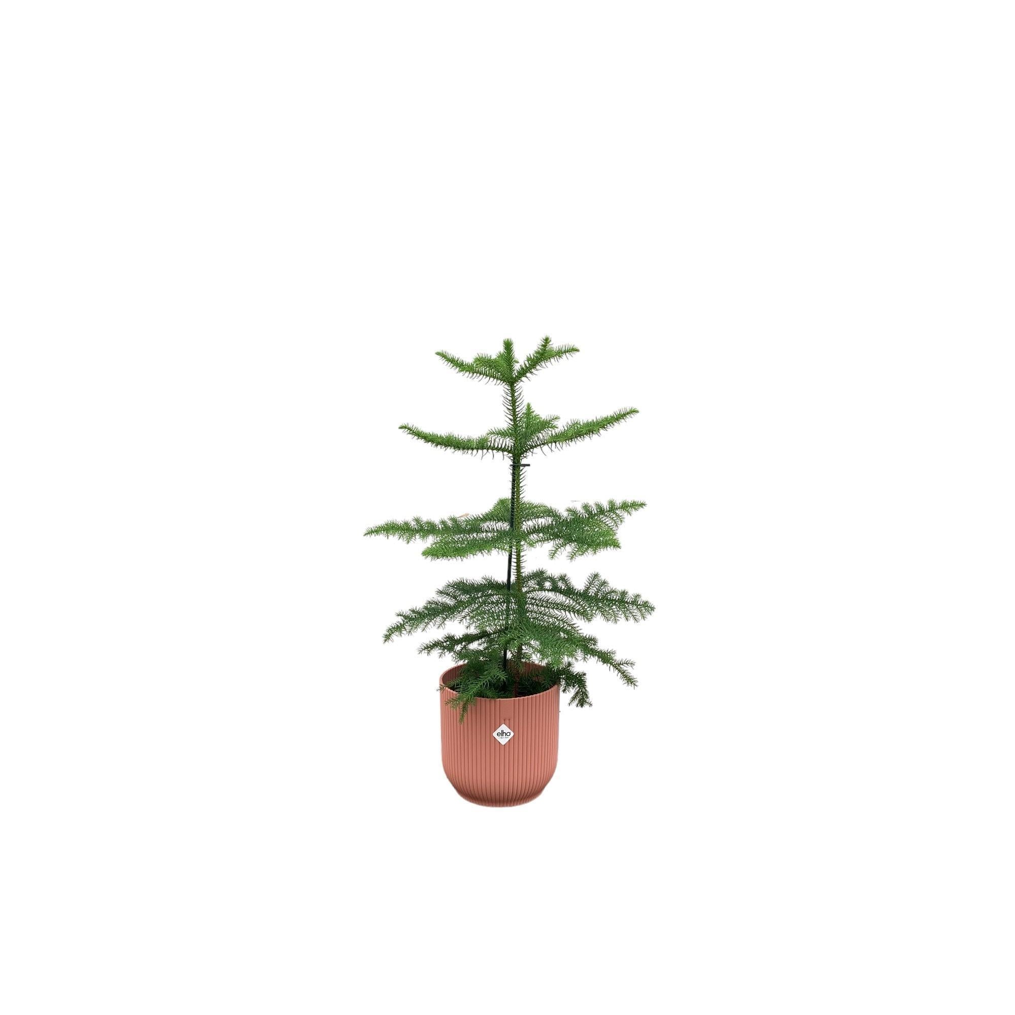 Araucaria (kamerden) inclusief elho Vibes Fold Round Topf rosa Ø18 - 60 cm