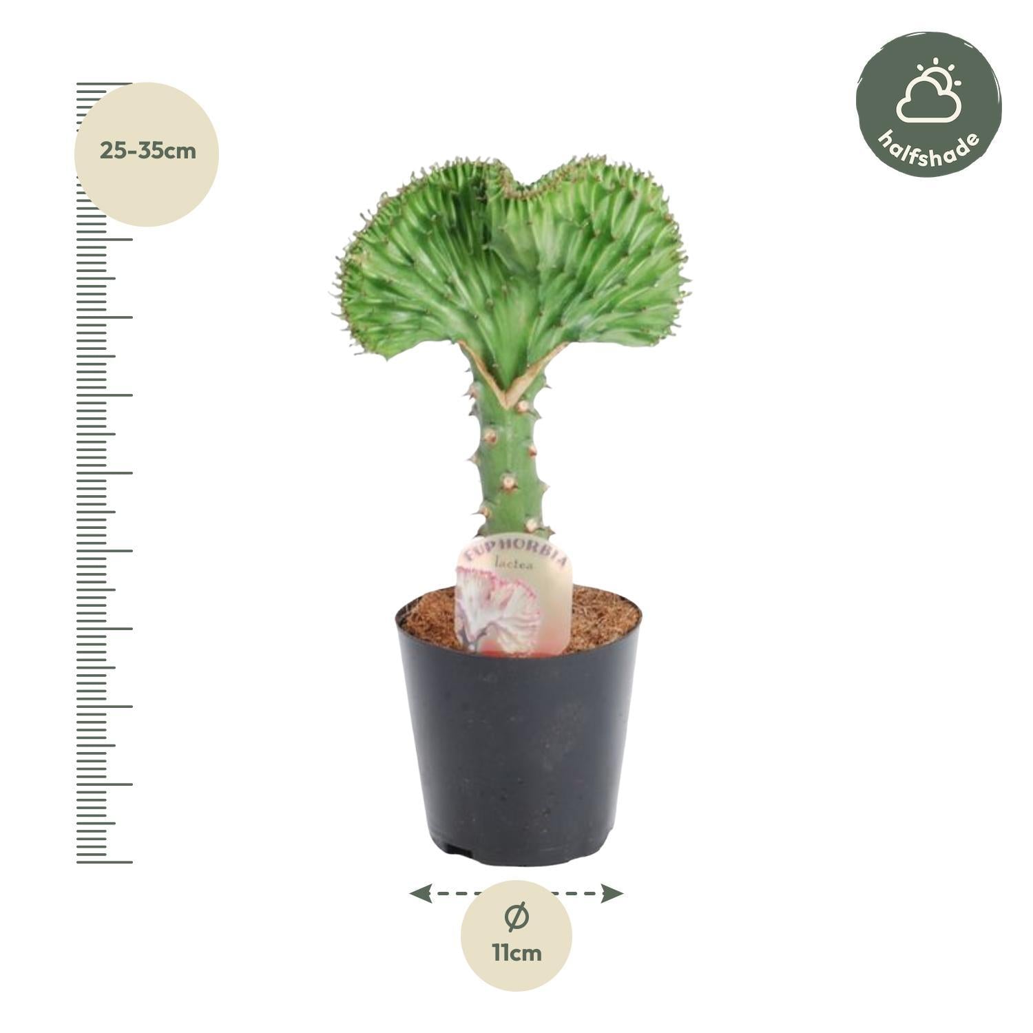 Euphorbia lactea Cristata groot - 30 cm - ø10,5