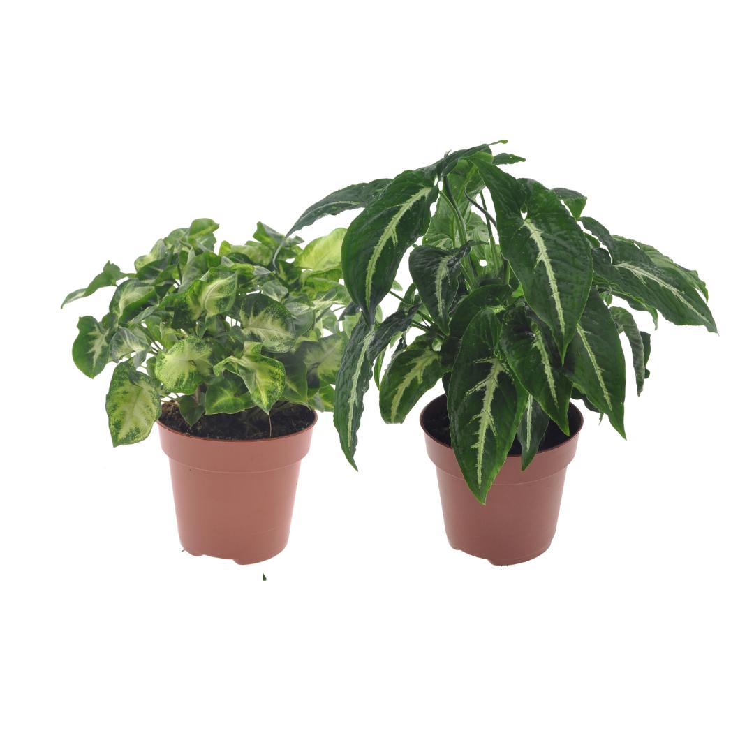 Syngonium Duo Pixie/Wendlandii - 2 Stücke - Ø12cm - ↕20cm