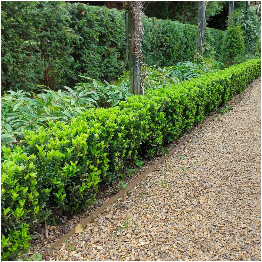 Spindelstrauch 'Green Spire - Euonymus 'Green Spire' Hecke - 12 Stück x Ø 7 cm ↨ 15 cm   2x6 Stück