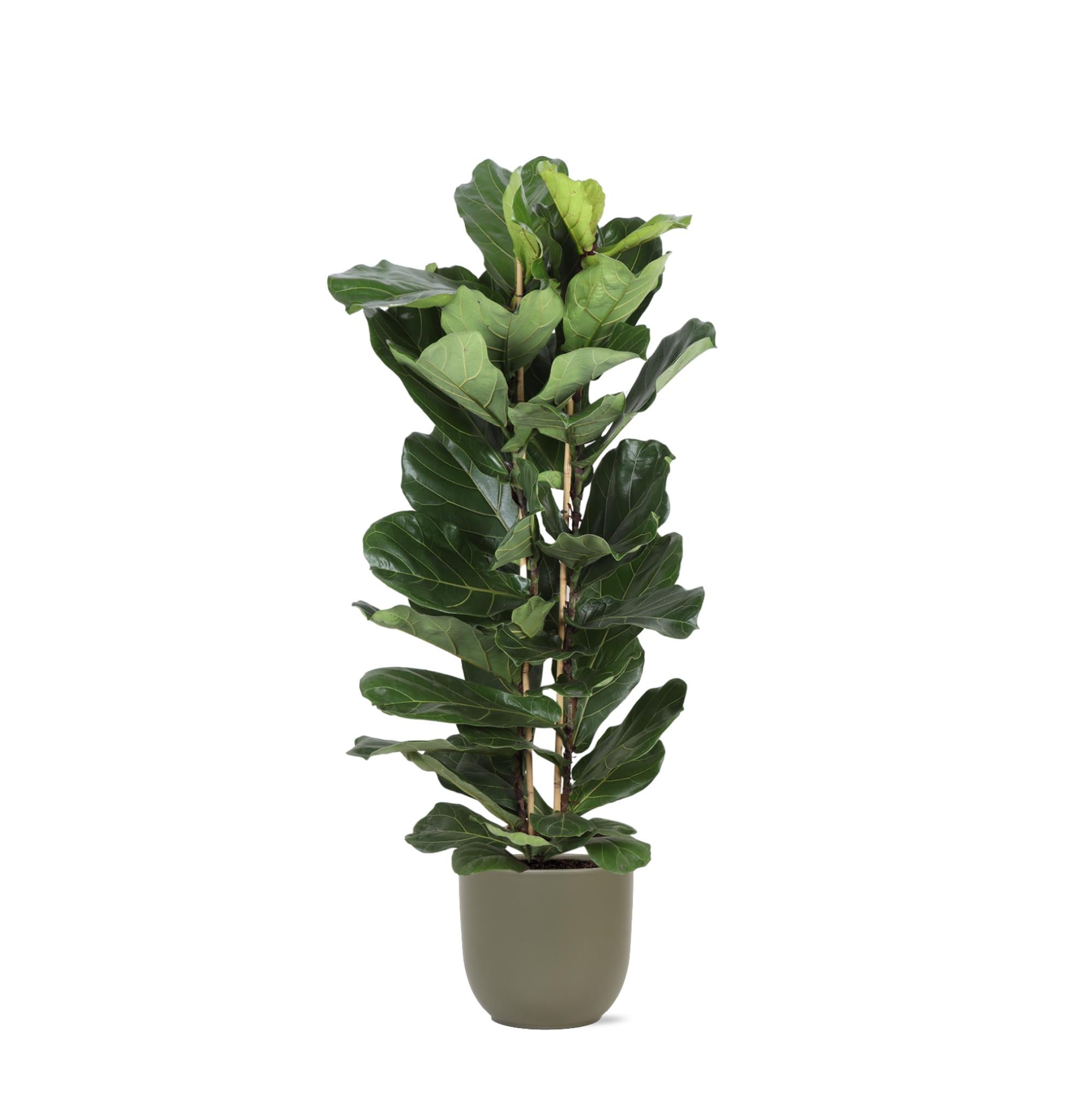 Geigenfeige - Ficus Lyrata Ø27cm ↕140cm in Boule Topf Olive