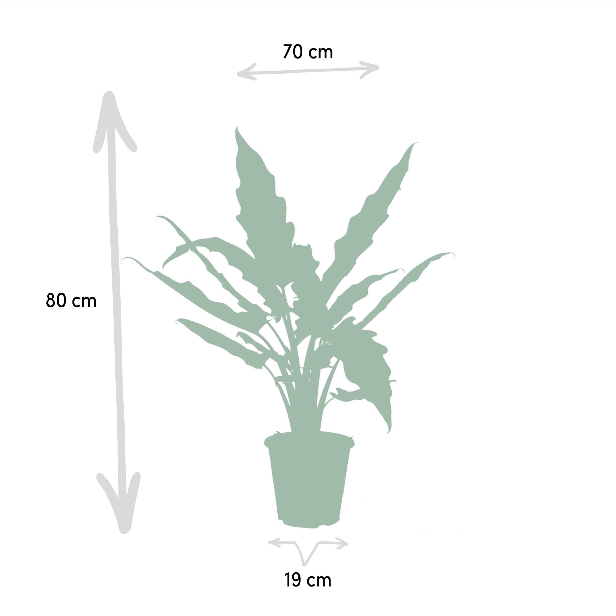 Elefantenohr Mix - Alocasia Zebrina - Ø19cm - ↕75cm + Alocasia Cucullata - Ø19cm - ↕60cm + Alocasia Lauterbachiana - Ø19cm - ↕75cm