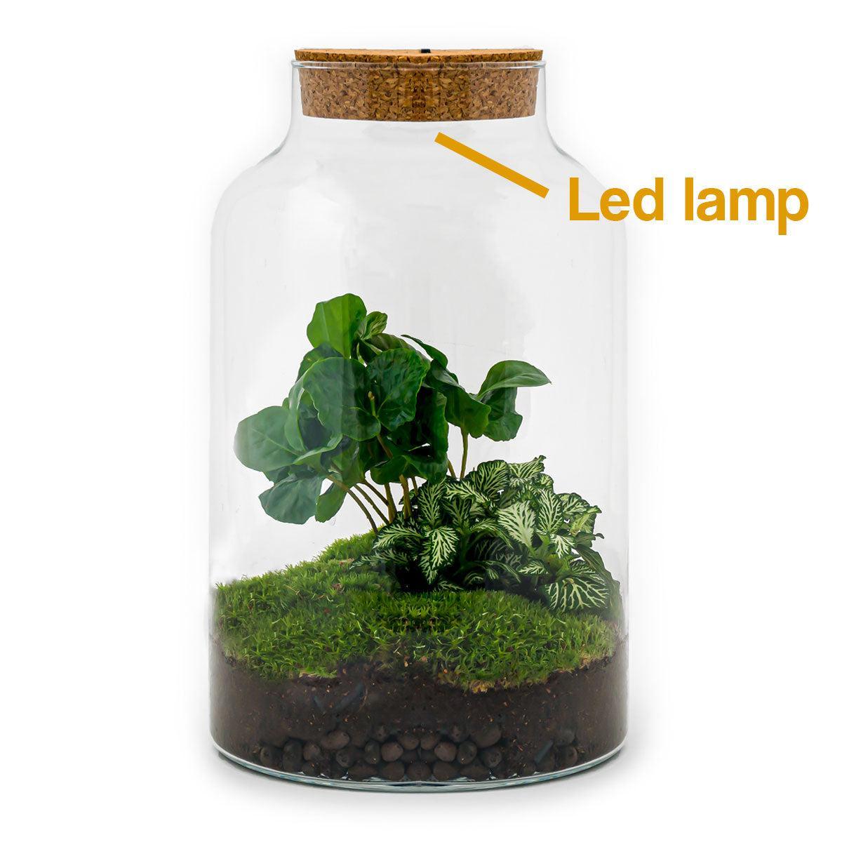 Flaschengarten - Milky Coffea mit Lampe - ↕ 31 cm - Normal