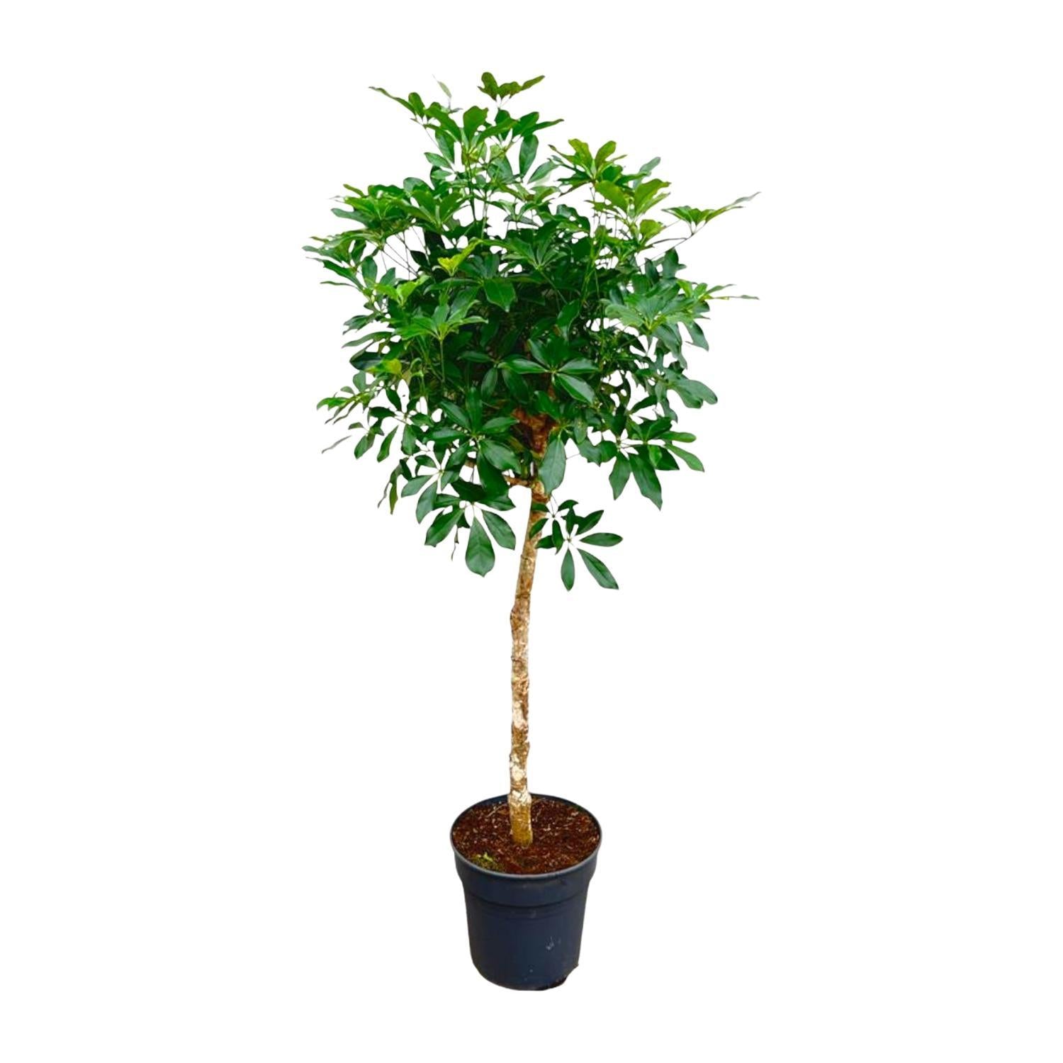 Schefflera mit stamm - 180cm - ø34