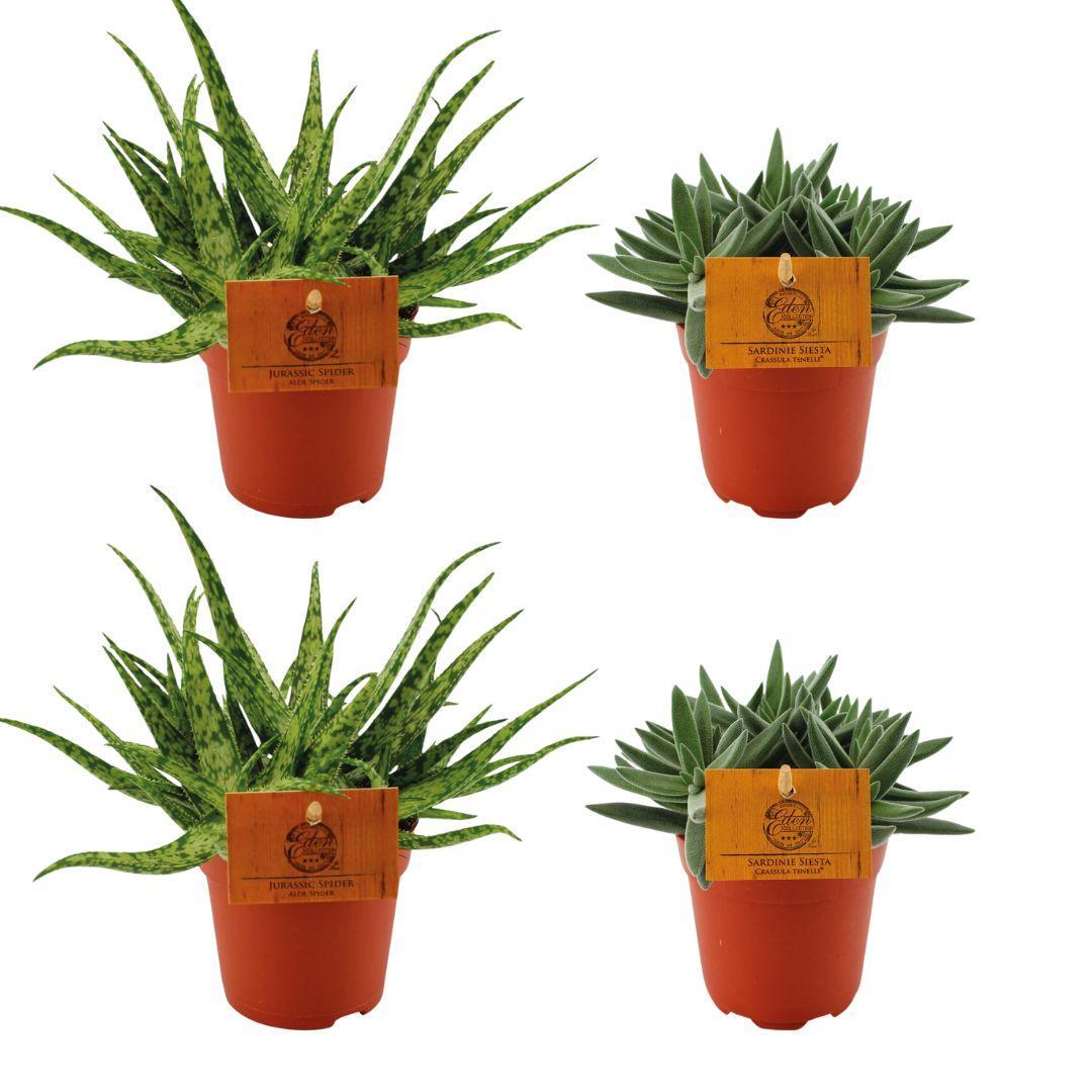 Aloe Spider + 2x Crassula Tenelli - 4 stück - Ø10.5cm - ↕10cm