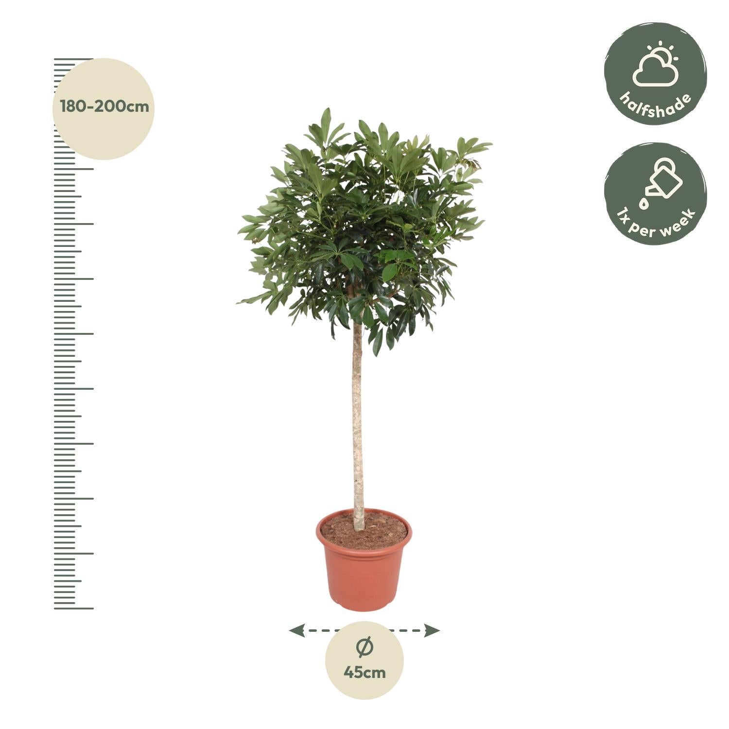 Schefflera Arboricola Compacta Baum – 190 cm – ø45