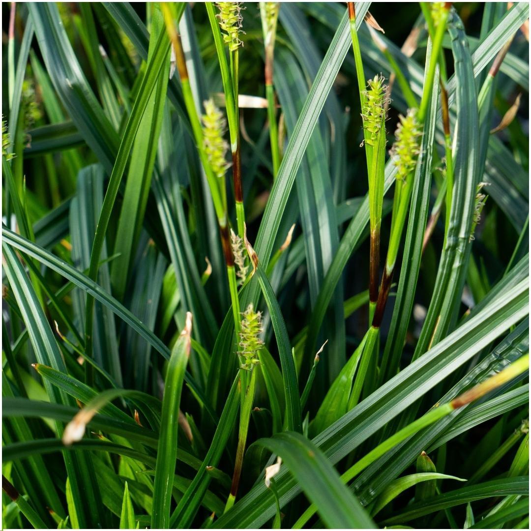 Ziergras - Carex morrowi 'Irish Green' - Ø 14 cm - ↨ 25 cm   6 stück