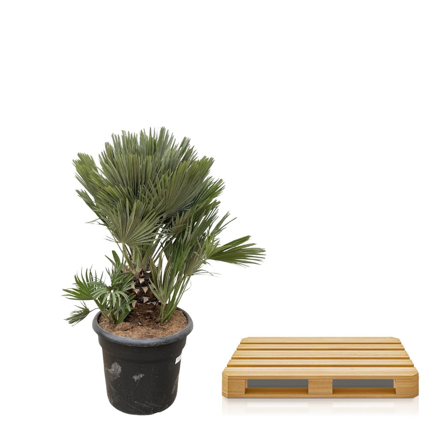 Zwergpalme auch Europäische Zwergpalme - Chamaerops Humilis compact - 100cm - ø45