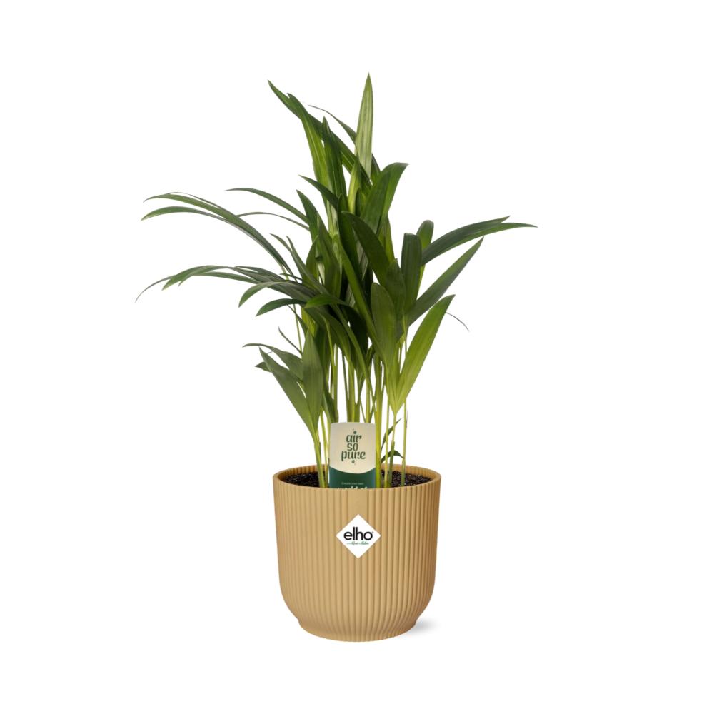 Arecapalme - Dypsis Lutescens 12cm in ELHO Vibes Fold 14cm Topf gelb