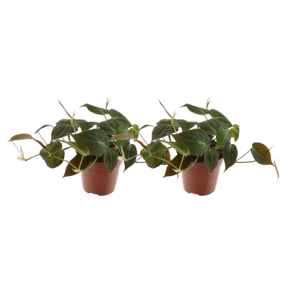 Philodendron Scandens Micans - 2 Stücke - Ø12cm - ↕25cm