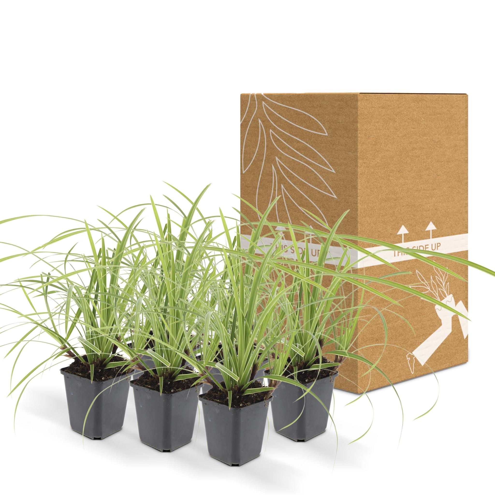 Ziergras Irish Green - Carex morrowii 'Ice Dance' - ↕10-25cm - Ø9cm - 6 Stück