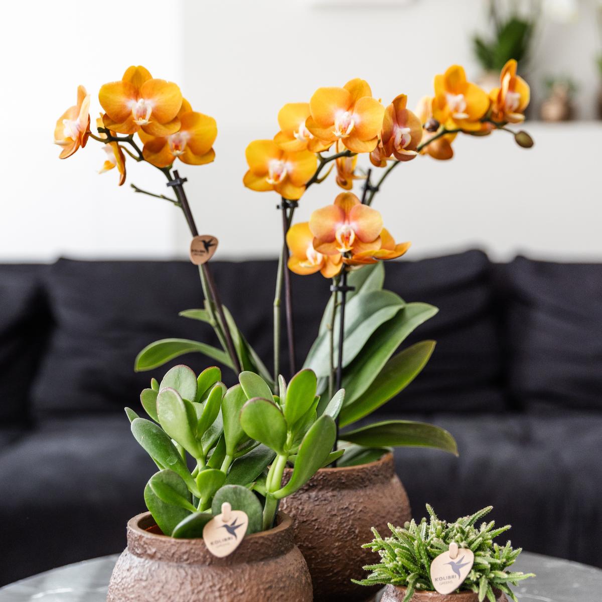 Kolibrie-orchideeën | COMBO AANBIEDING van 4 Phalaenopsis orchideeën - Las Vegas - potmaat Ø12cm | bloeiende kamerplant - vers van de veredelaar 