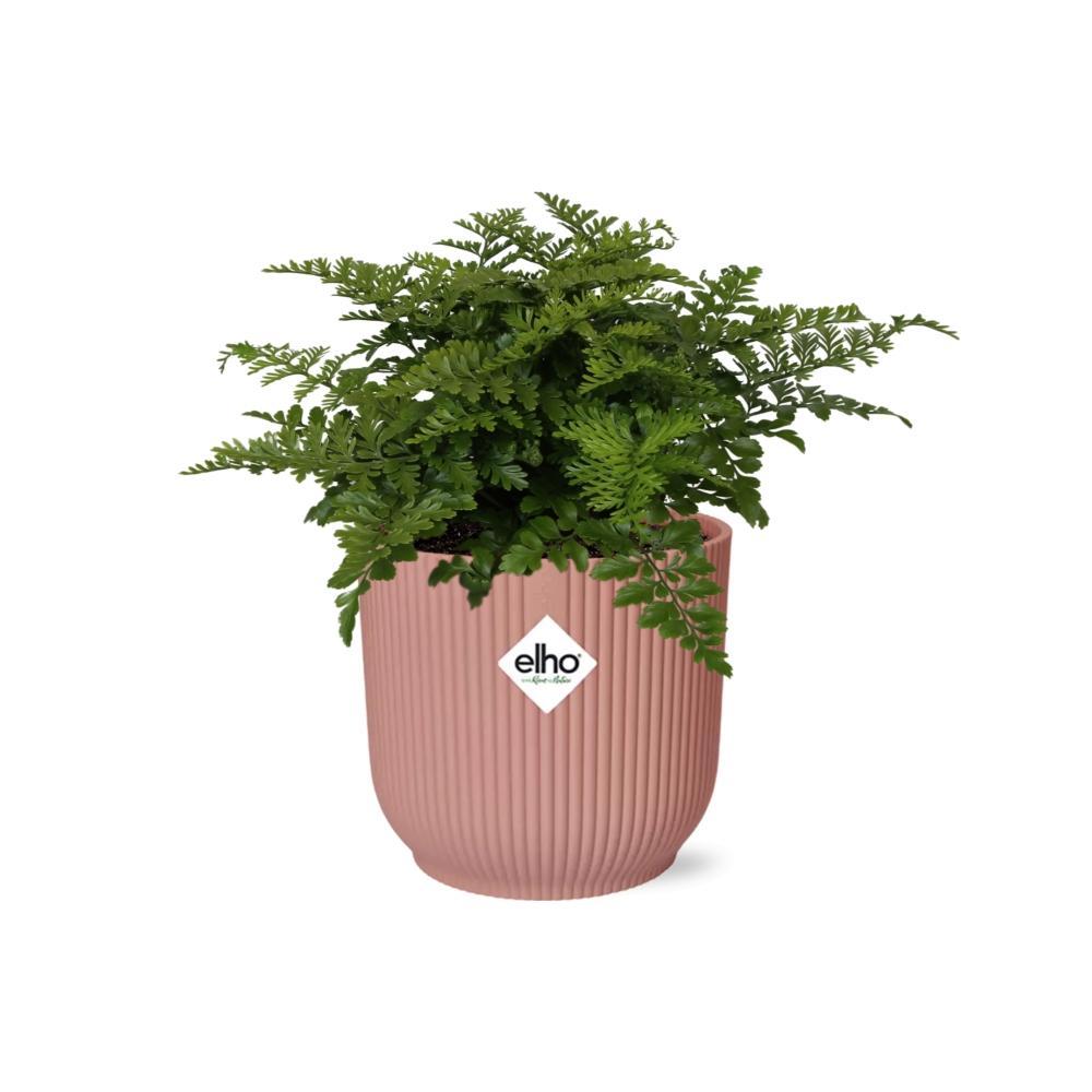 Schwertfarn -Nephrolepis exaltata in ELHO Vibes Fold Topf 14cm rosa