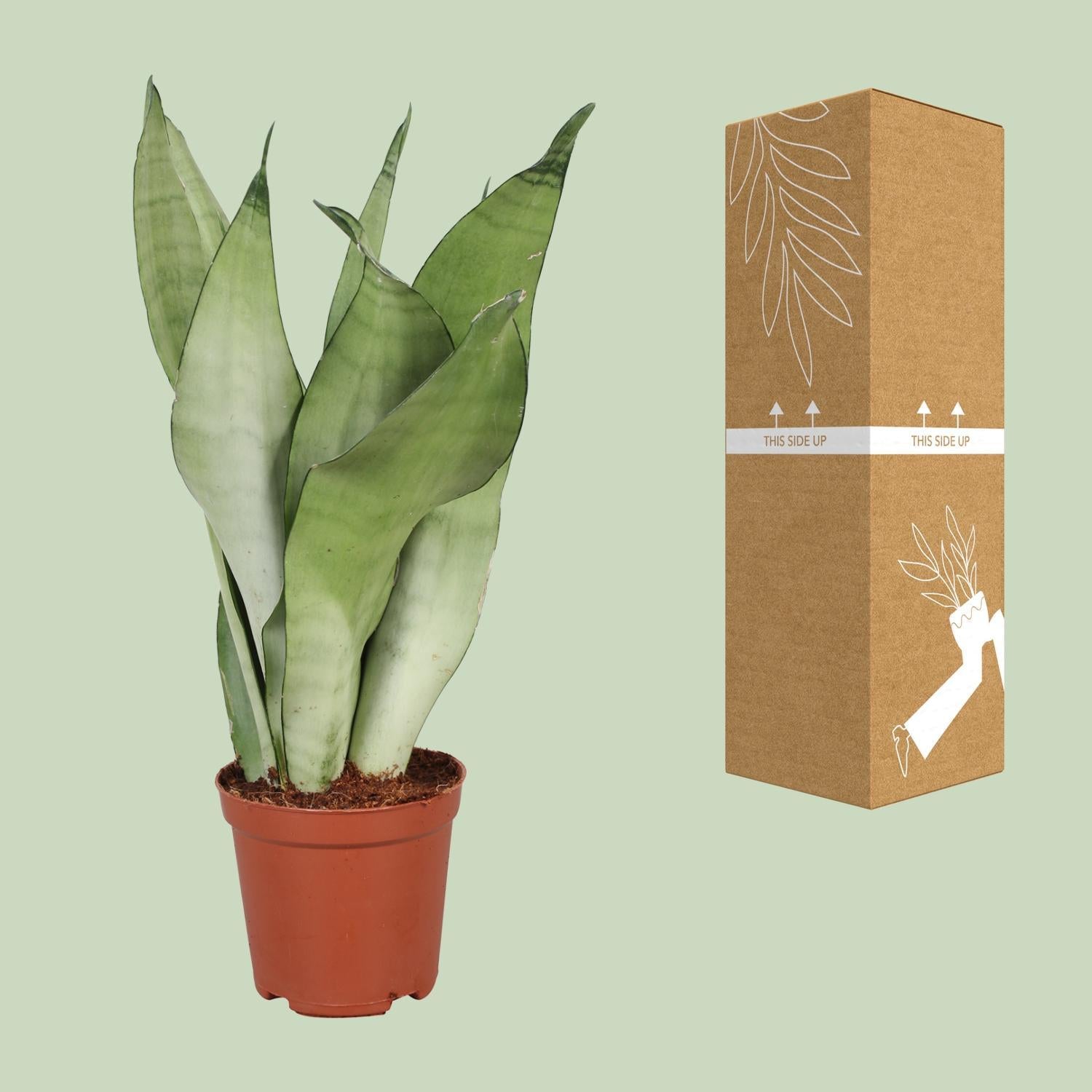 Schwiegermutterzunge - Sansevieria Trifasciata Moonshine - Ø12cm - ↕30cm