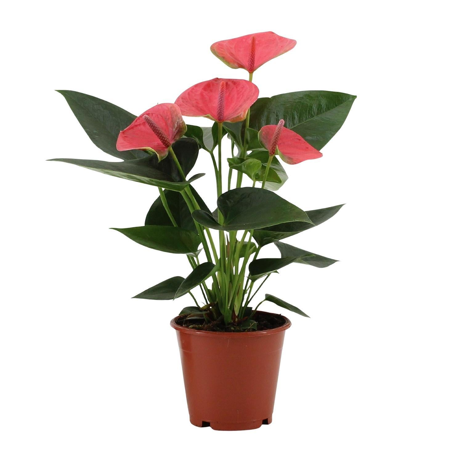 Anthurium Sweet Dream In Transparante Hoes - Ø12cm - ↕36cm