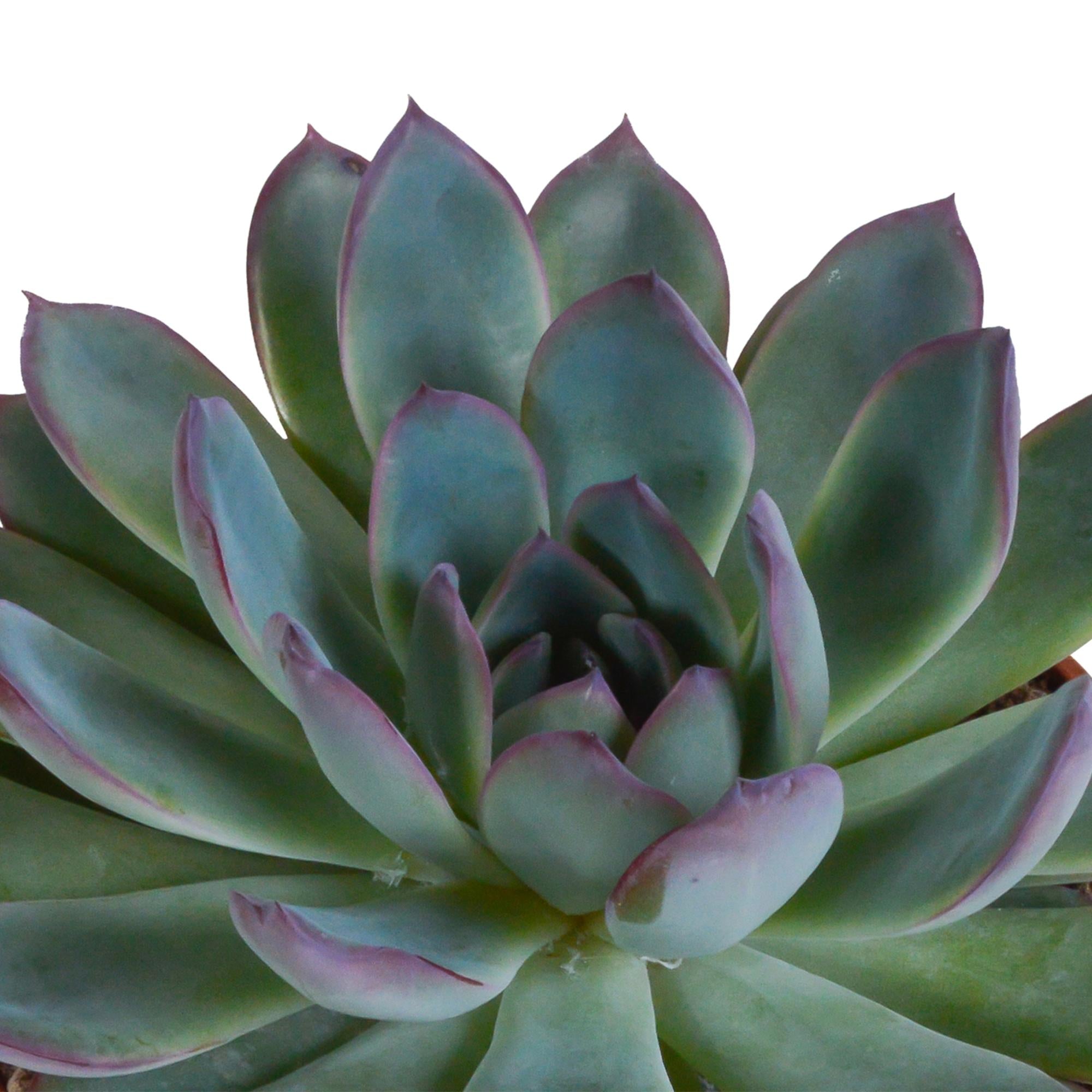 Echeveria Mix -  10,5 cm - weißen Topf   3 Stück