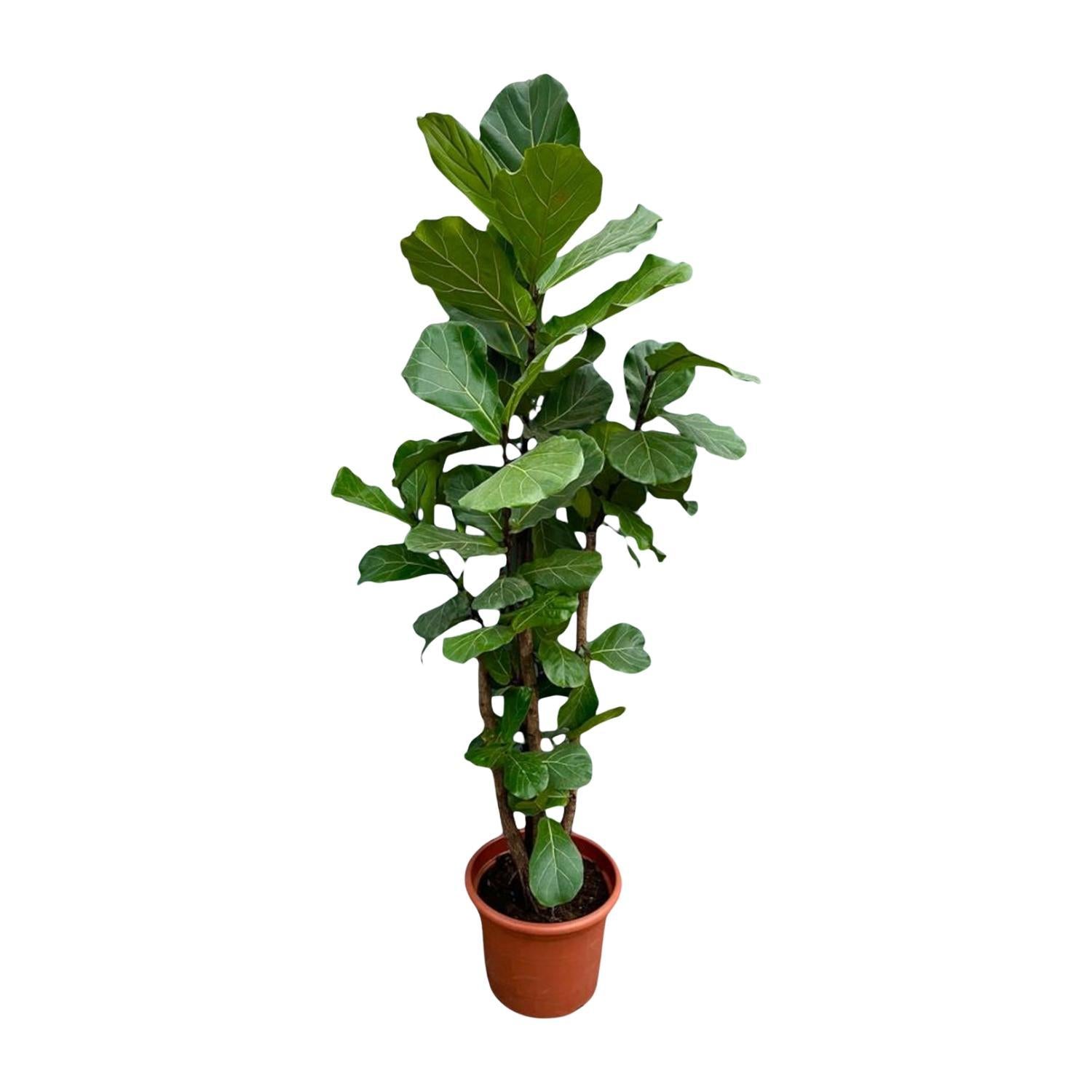 Geigenfeige - Ficus Lyrata XXL - 230cm - ø40