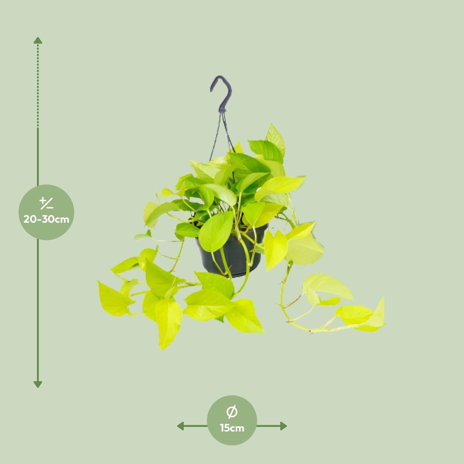 Epipremnum Gouden Pothos - Ø15 - ↨25cm