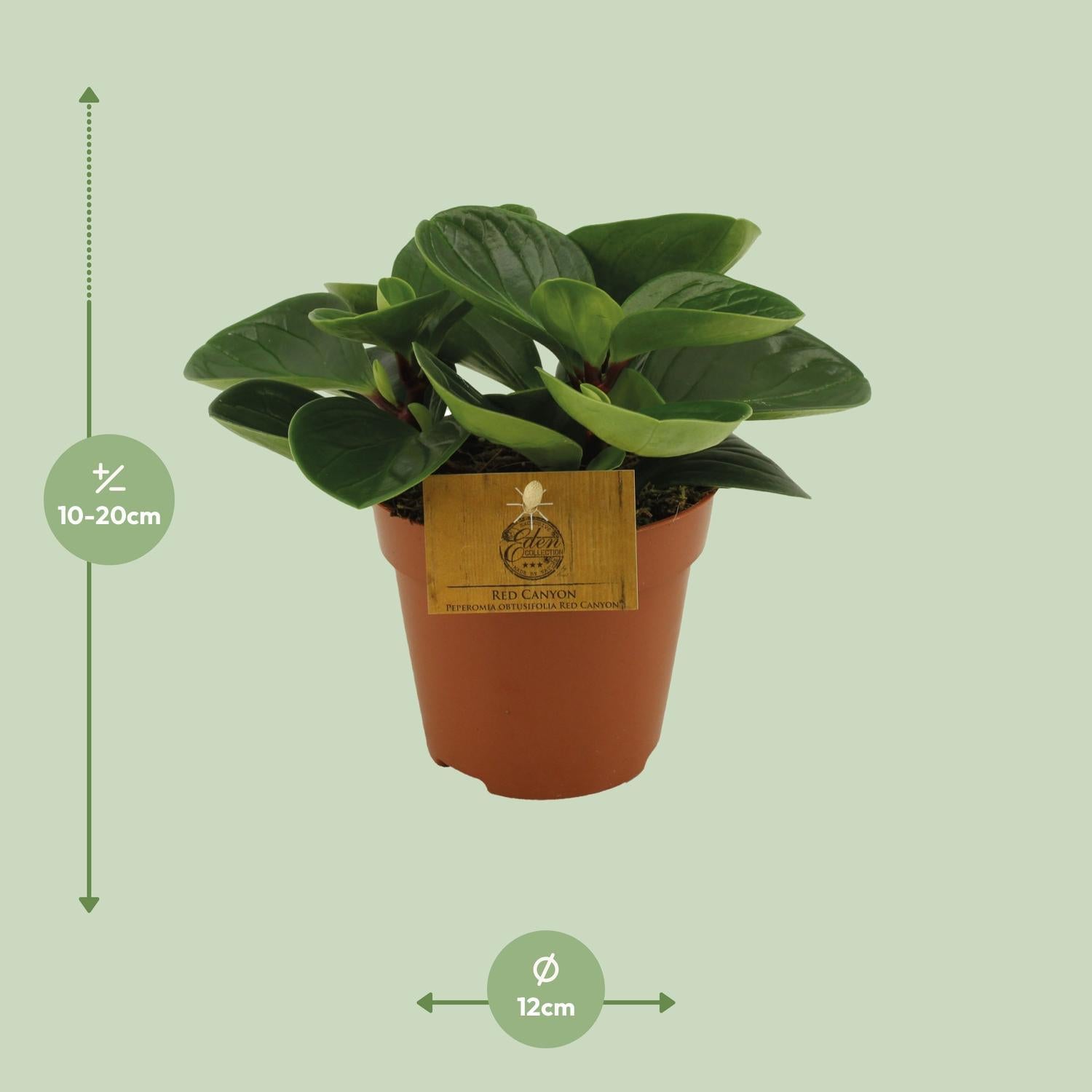 Peperomia Red Canyon - Ø12cm - ↕20cm