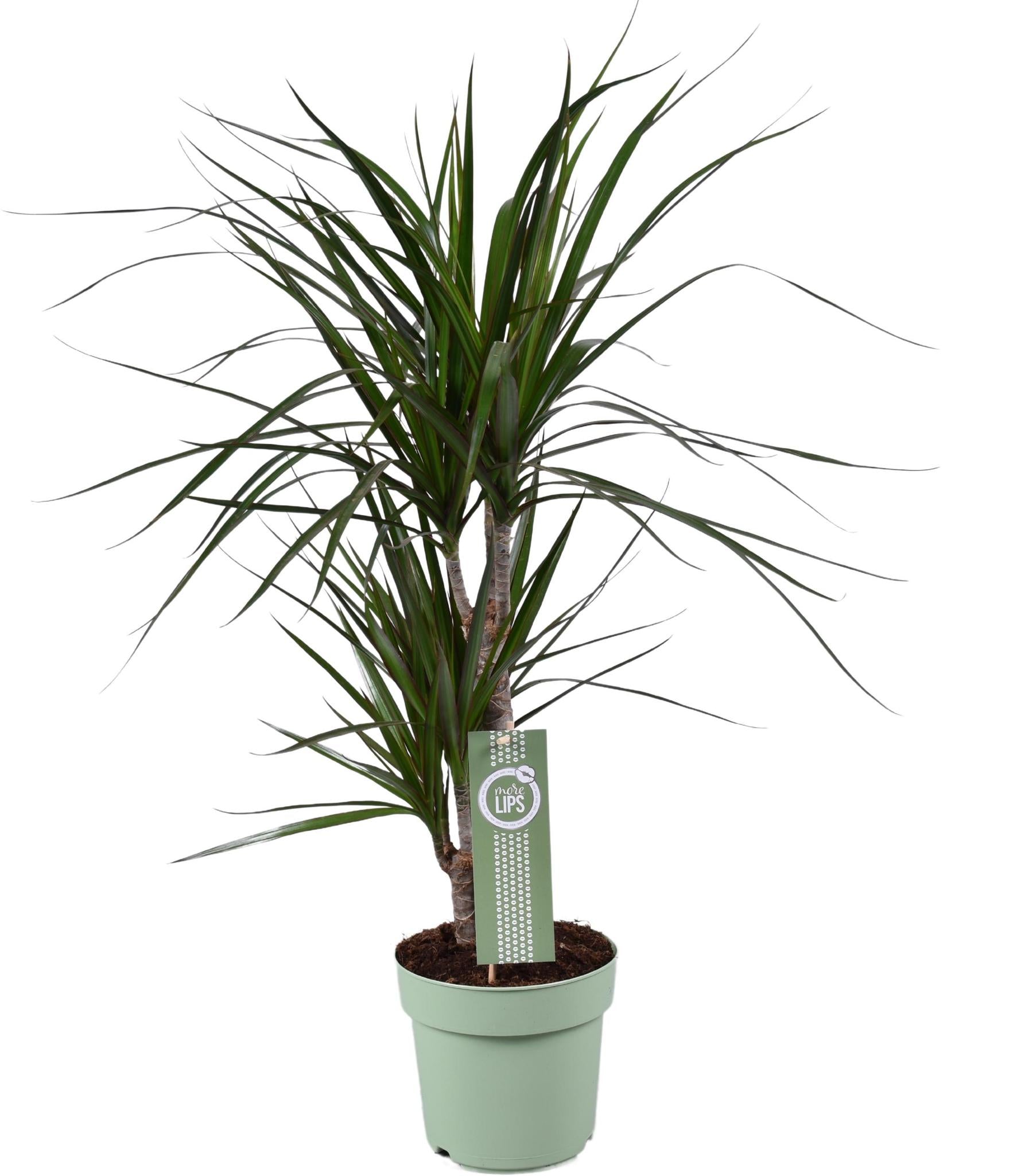 Drachenbaum - Dracaena Marginata - Ø17cm - ↕70cm