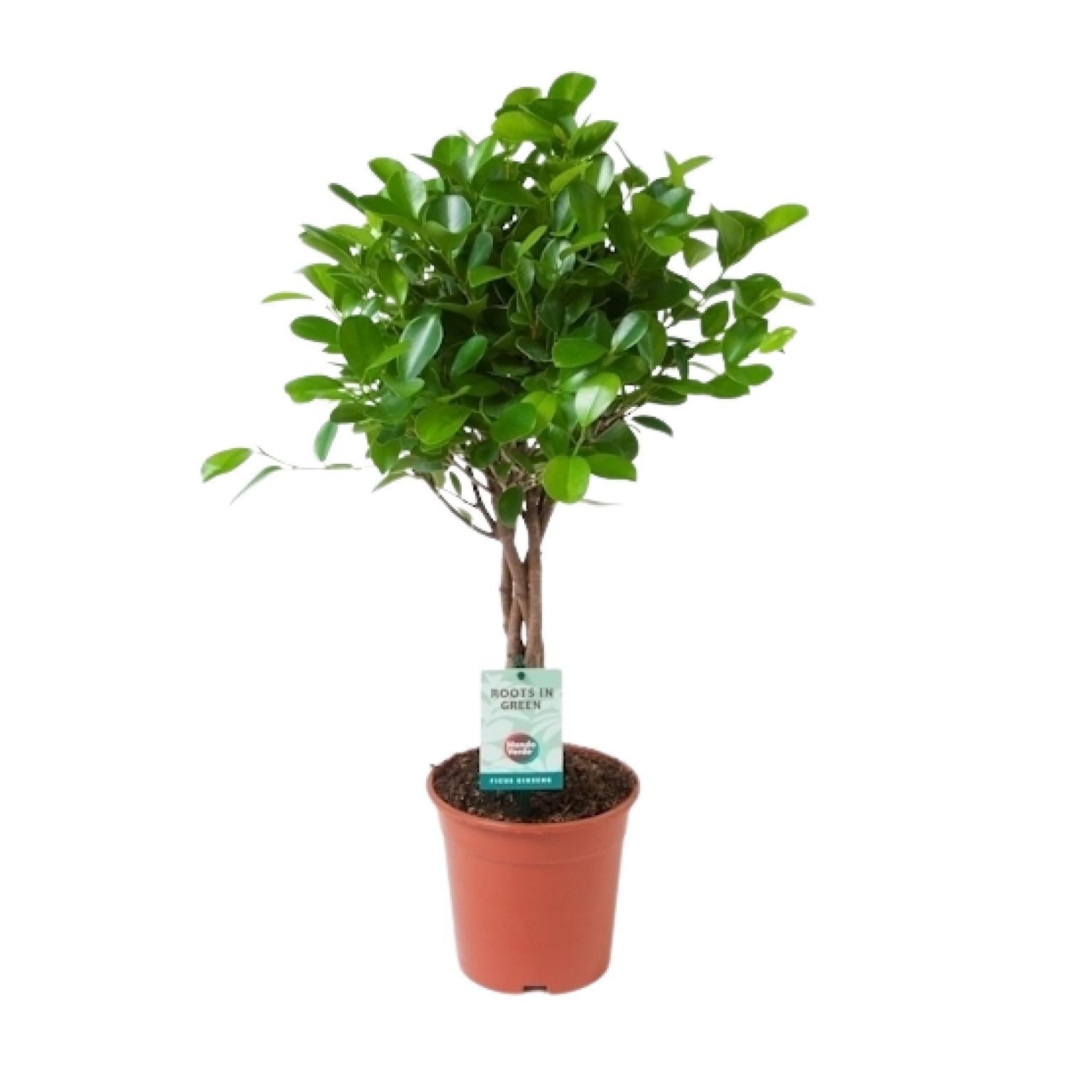 Lorbeerfeige Ficus Microcarpa Moclame - Ø17cm - ↕70cm