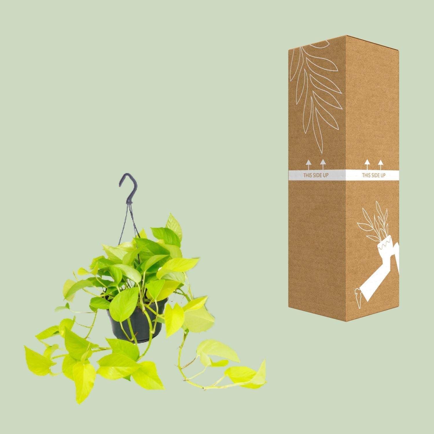 Epipremnum Gouden Pothos - Ø15 - ↨25cm