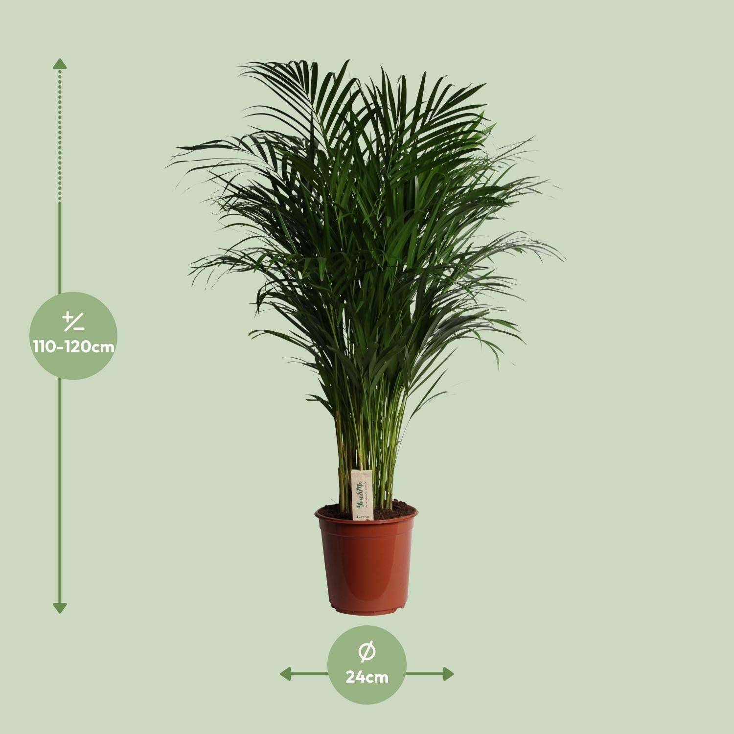 Arecapalme Dypsis Lutescens - Ø24cm - ↕120cm