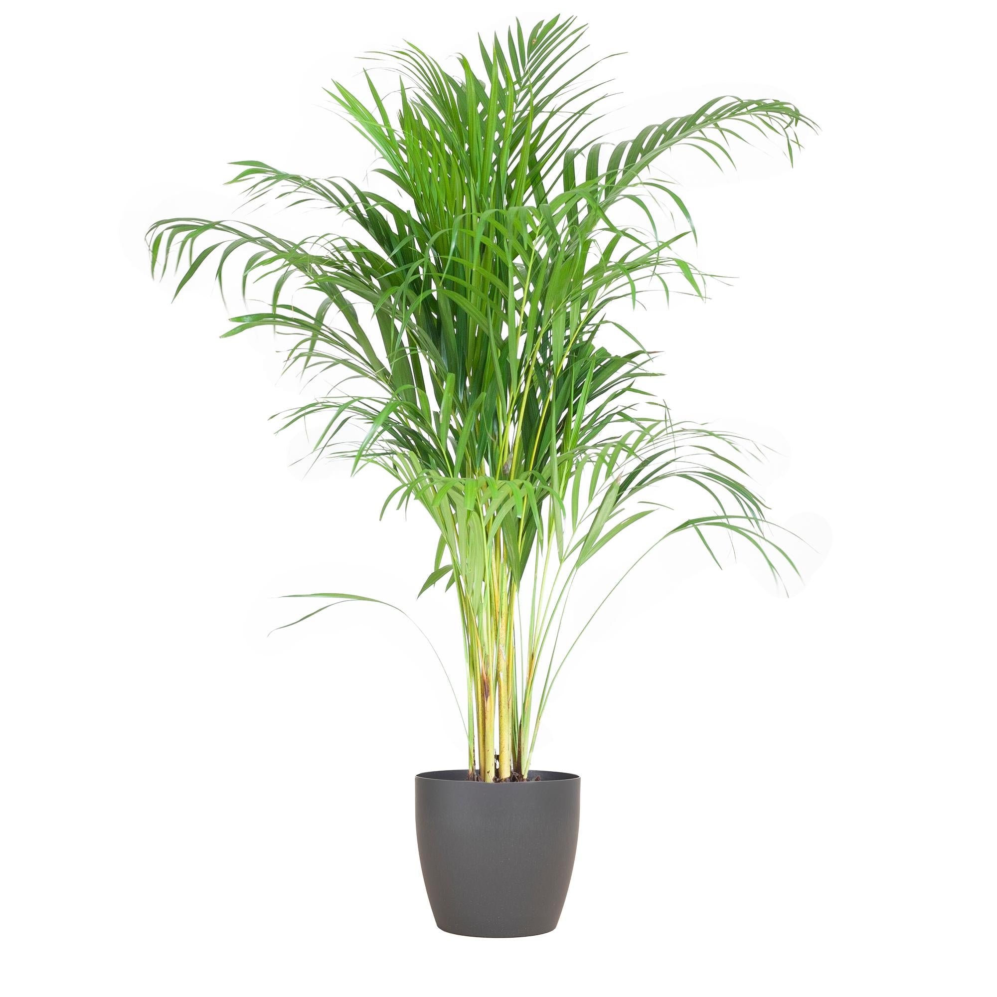 Arecapalme - Dypsis mit Viber Topf Grau - 100cm - Ø21