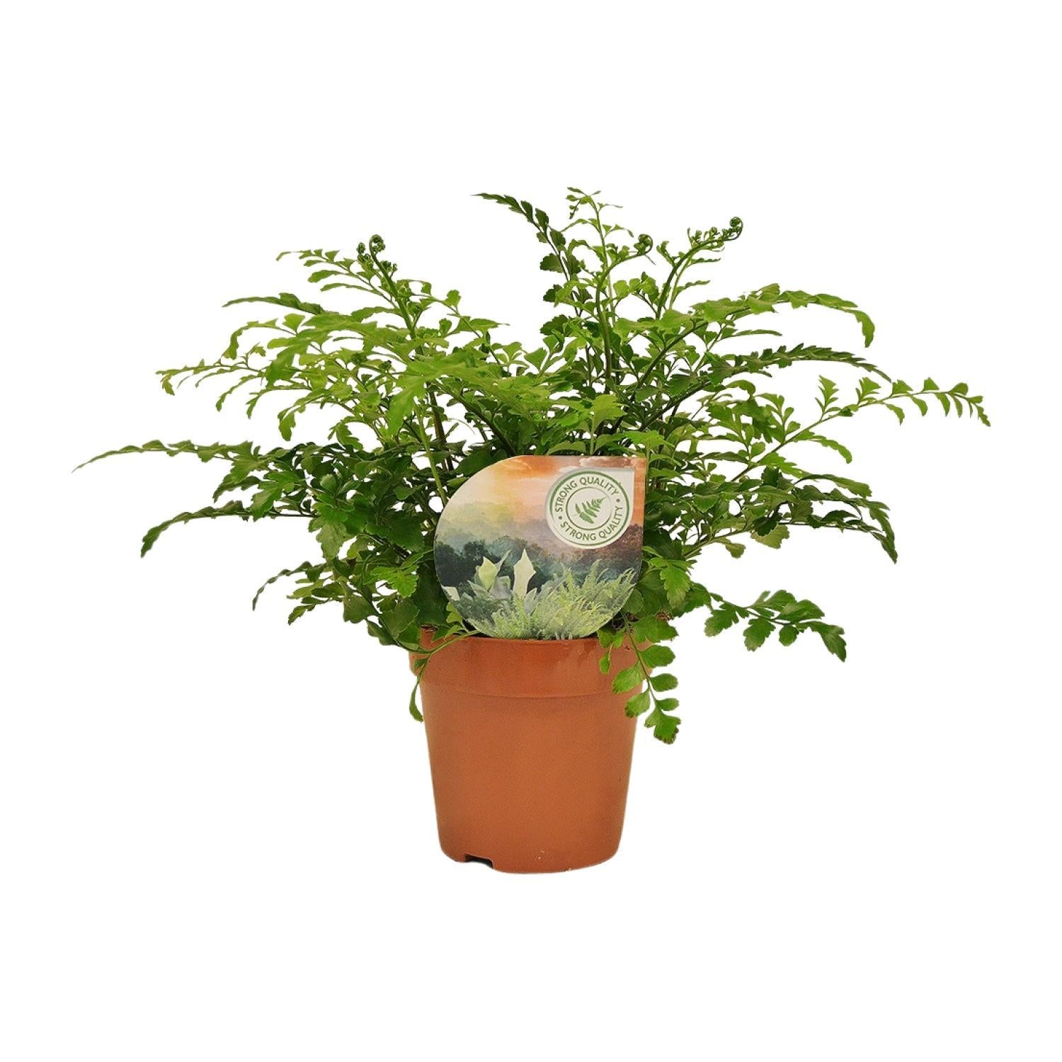 Vogelnestfarn - Asplenium Parvati - Ø12cm - ↕35cm