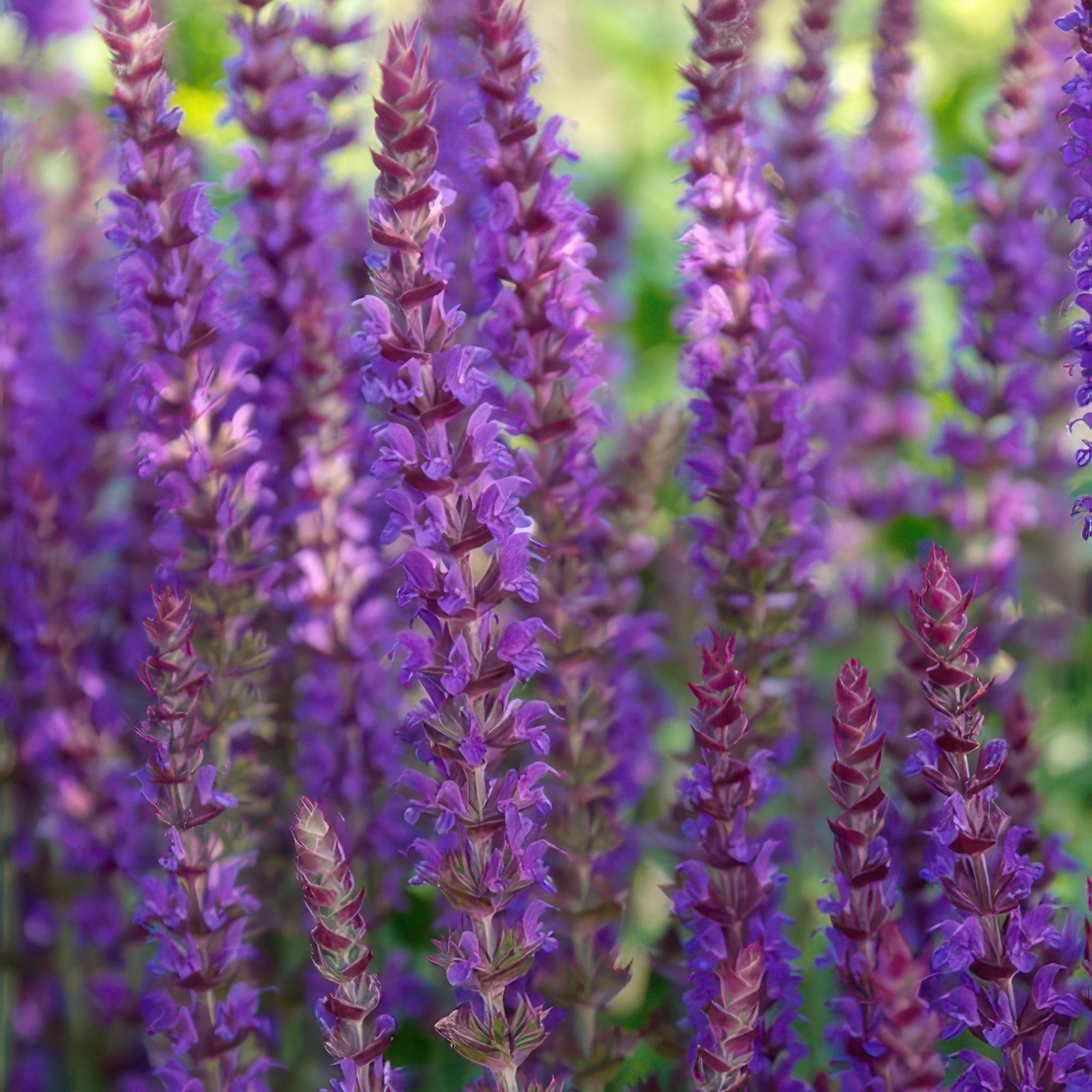 Blütensalbei - Salvia Nemorosa 'Ostfriesland' - ↕10-25cm - Ø9cm  - 20 Stück