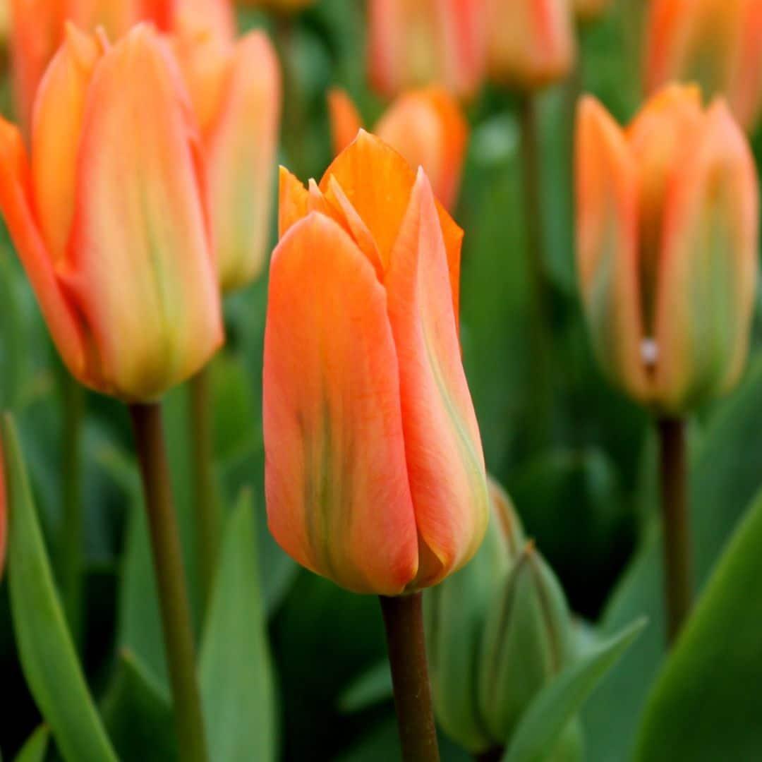 Tulpe Orange Emperor - 15 Blumenzwiebeln - Größe 12+