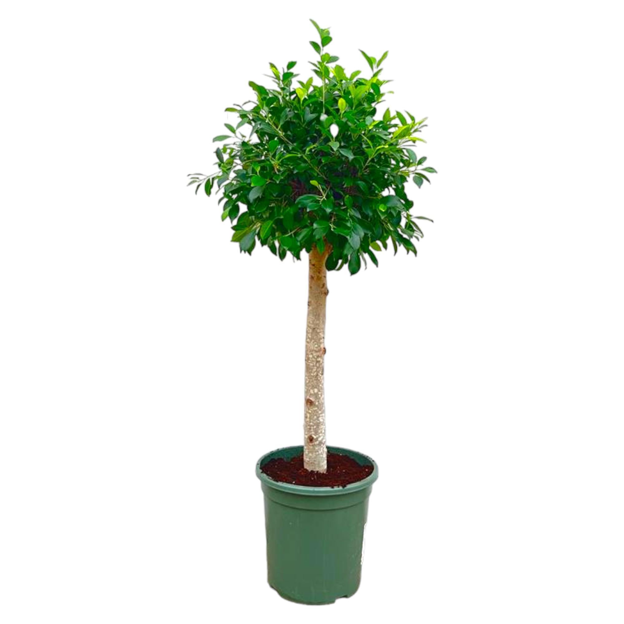 Lorbeerfeige Ficus Nitida Baum - 130 cm - ø30