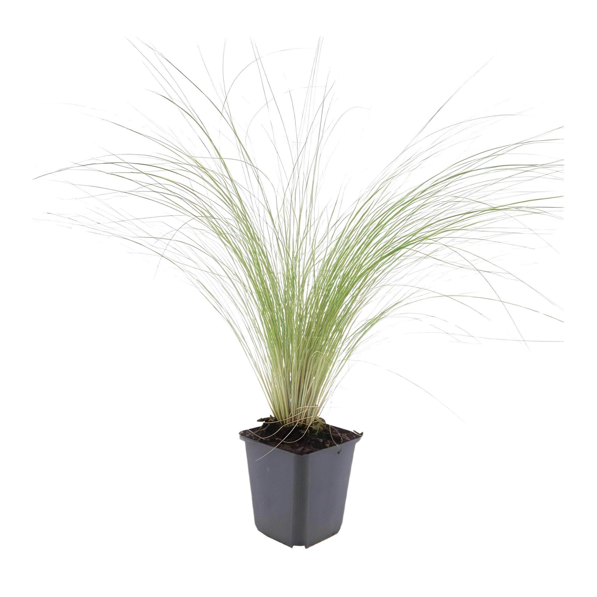 Ziergras - Stipa tenuissima 'Ponytails' - ↕10-25cm - Ø9cm  - 20 Stück