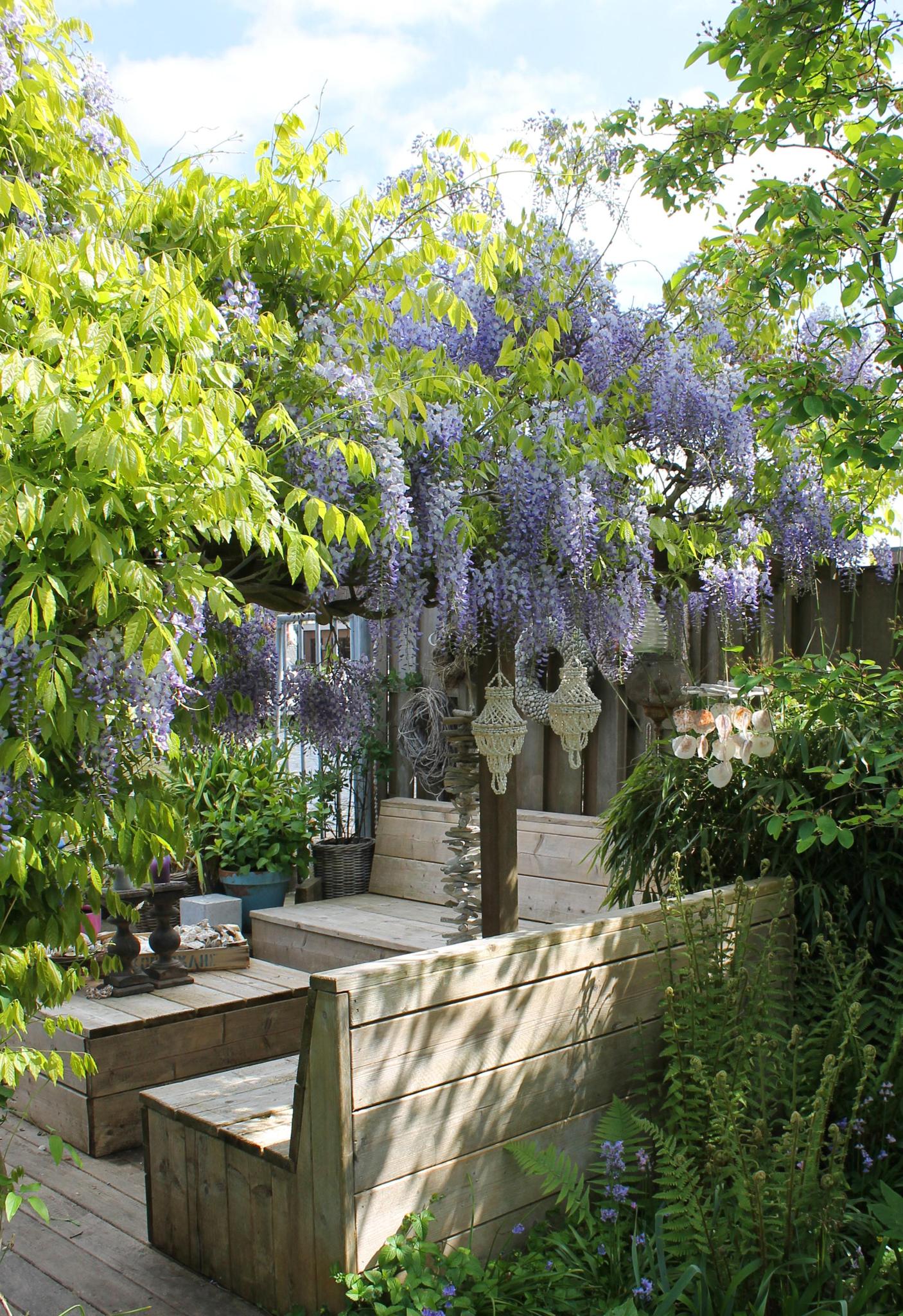 Wisteria sinensis Caroline - Purpurner Regen