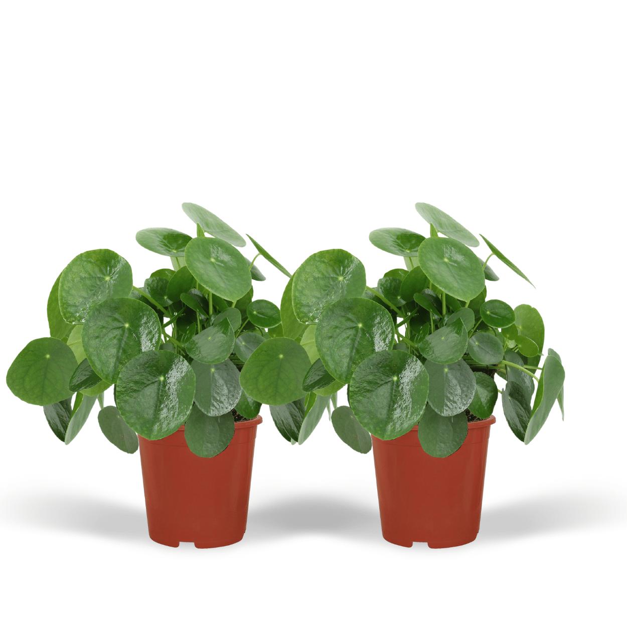 Chinesischer Geldbaum - 2x Pilea Peperomiodes - 25cm - ø15