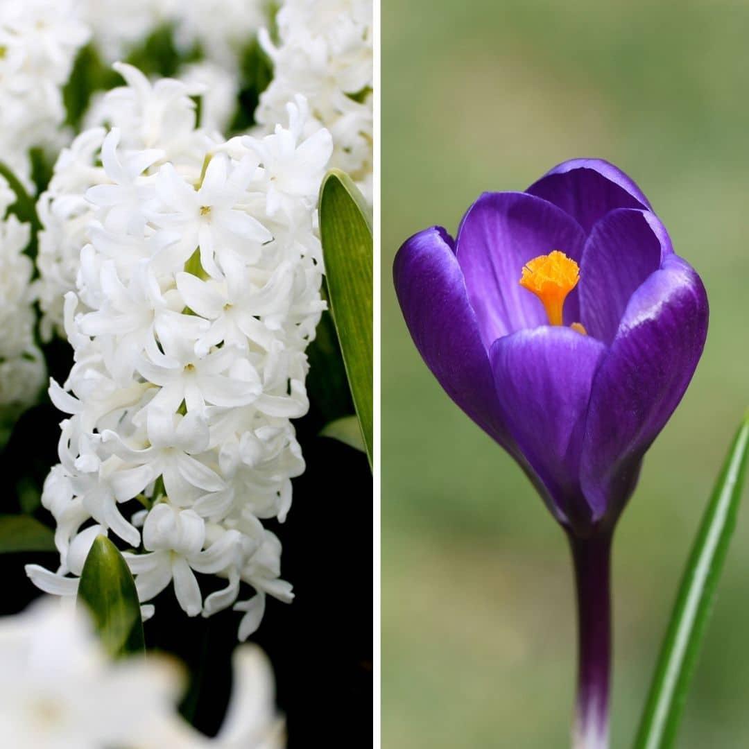 Frühlingsblumenzwiebeln Mix - Hyazinthen und Krokuse - Early Spring  30 Blumenzwiebeln